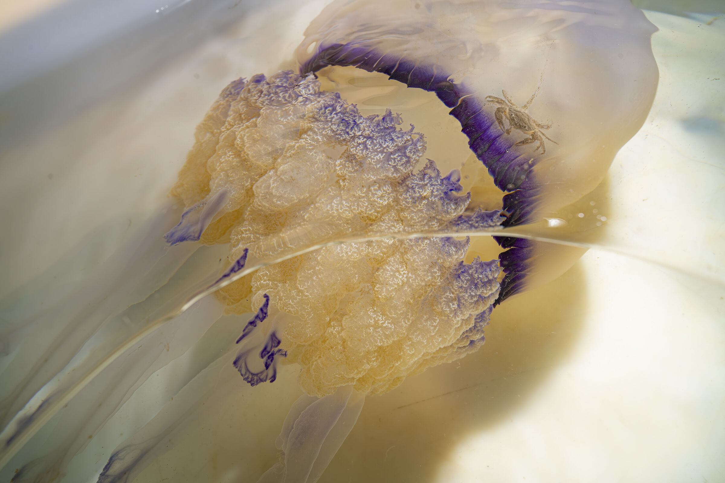 shuttle for universe