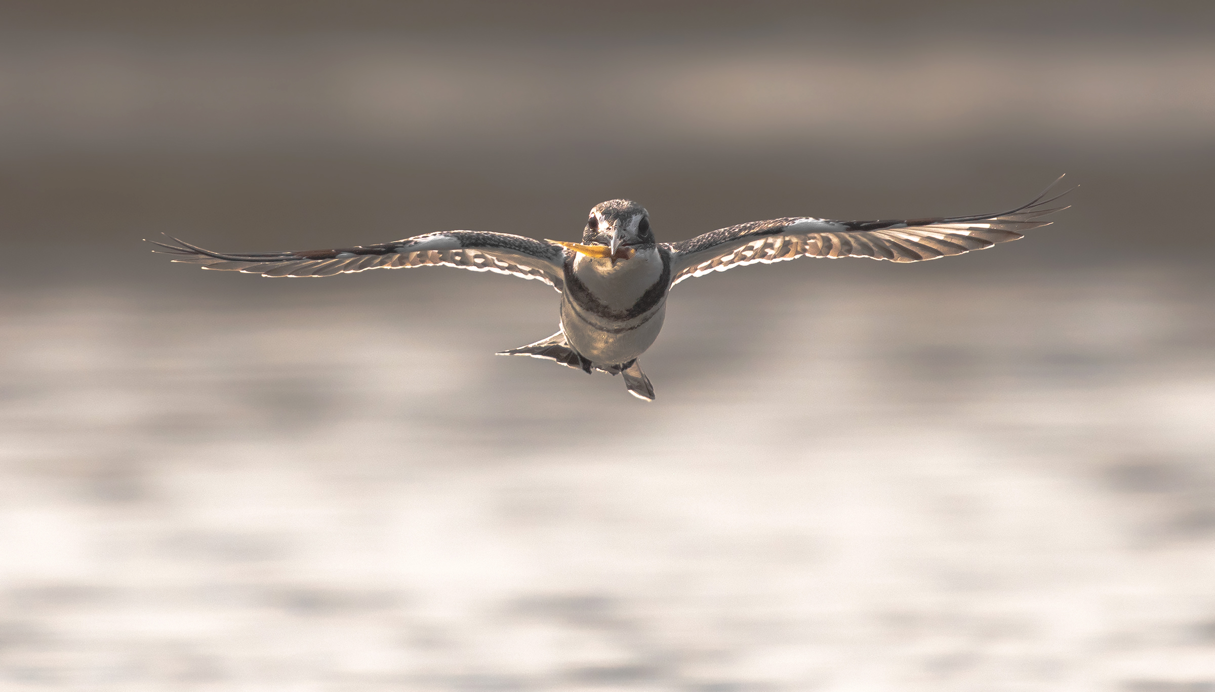 pied martin pescatore