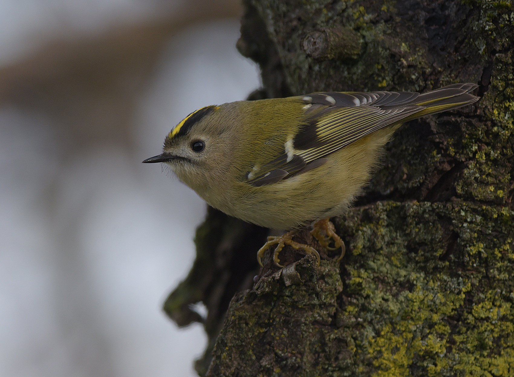 il controluce del regolo