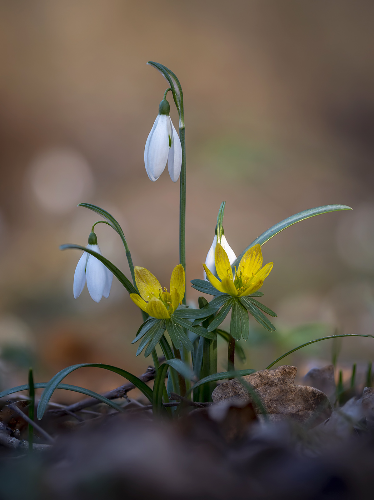 Galanthus nivalis - Eranthis hyemalis