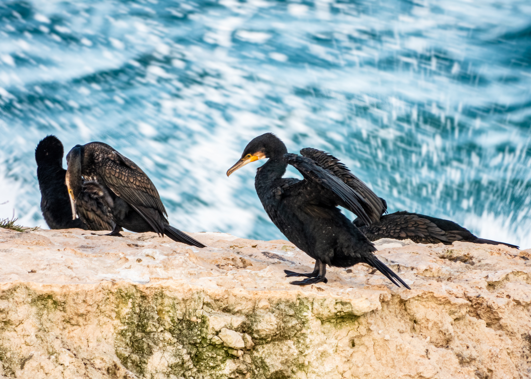 Cormorani e tramontana