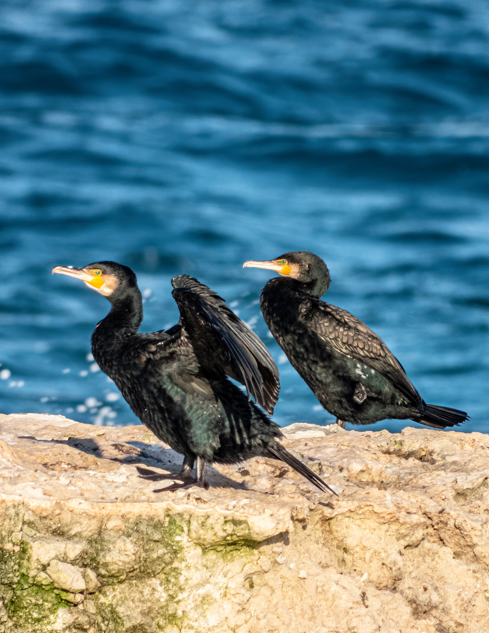 Cormorani proflio