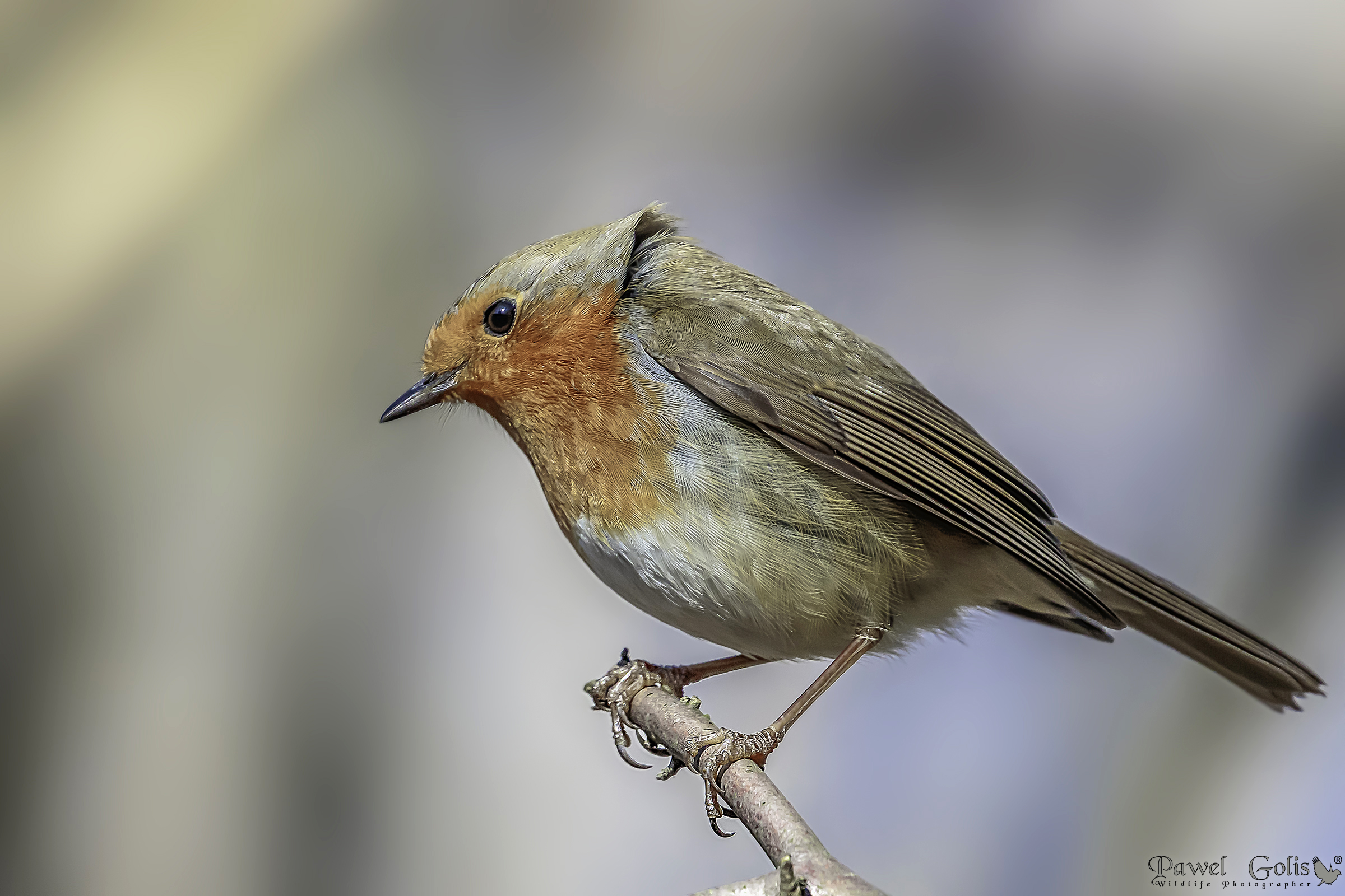 Pettirosso europeo (Erithacus rubecula)