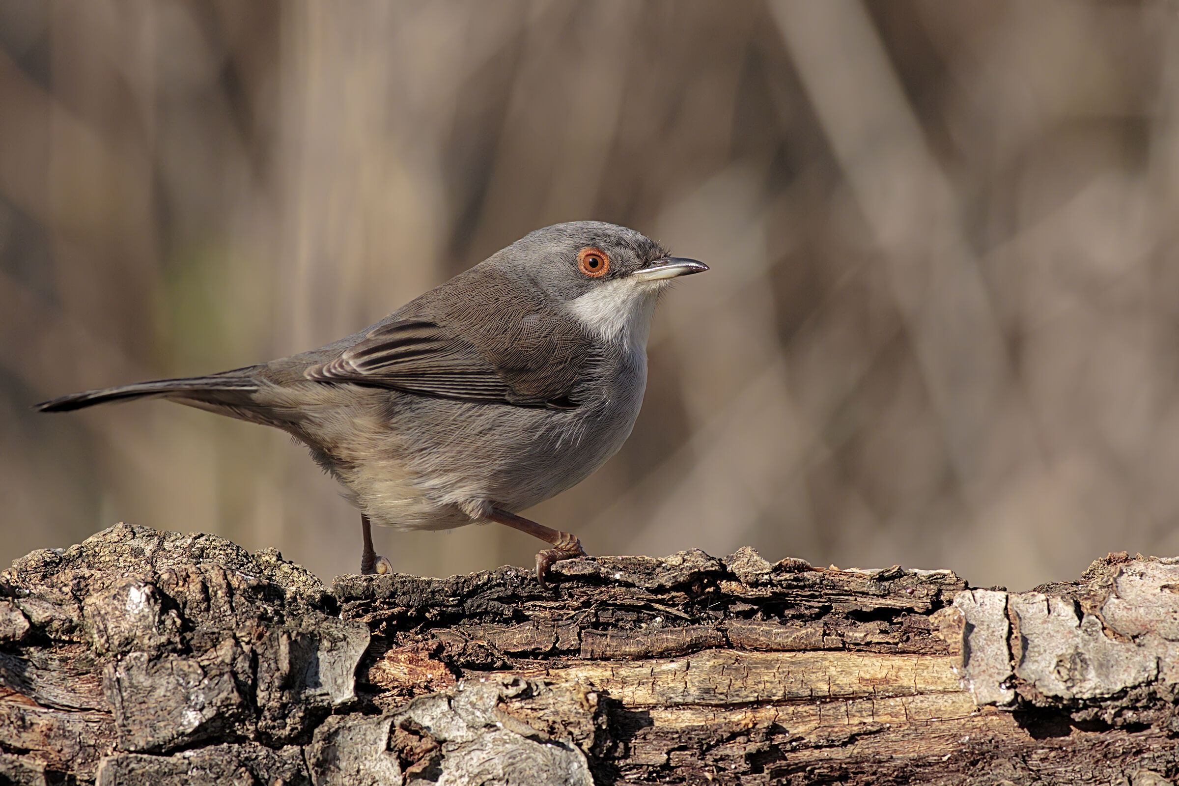 Femmina di Occhiocotto