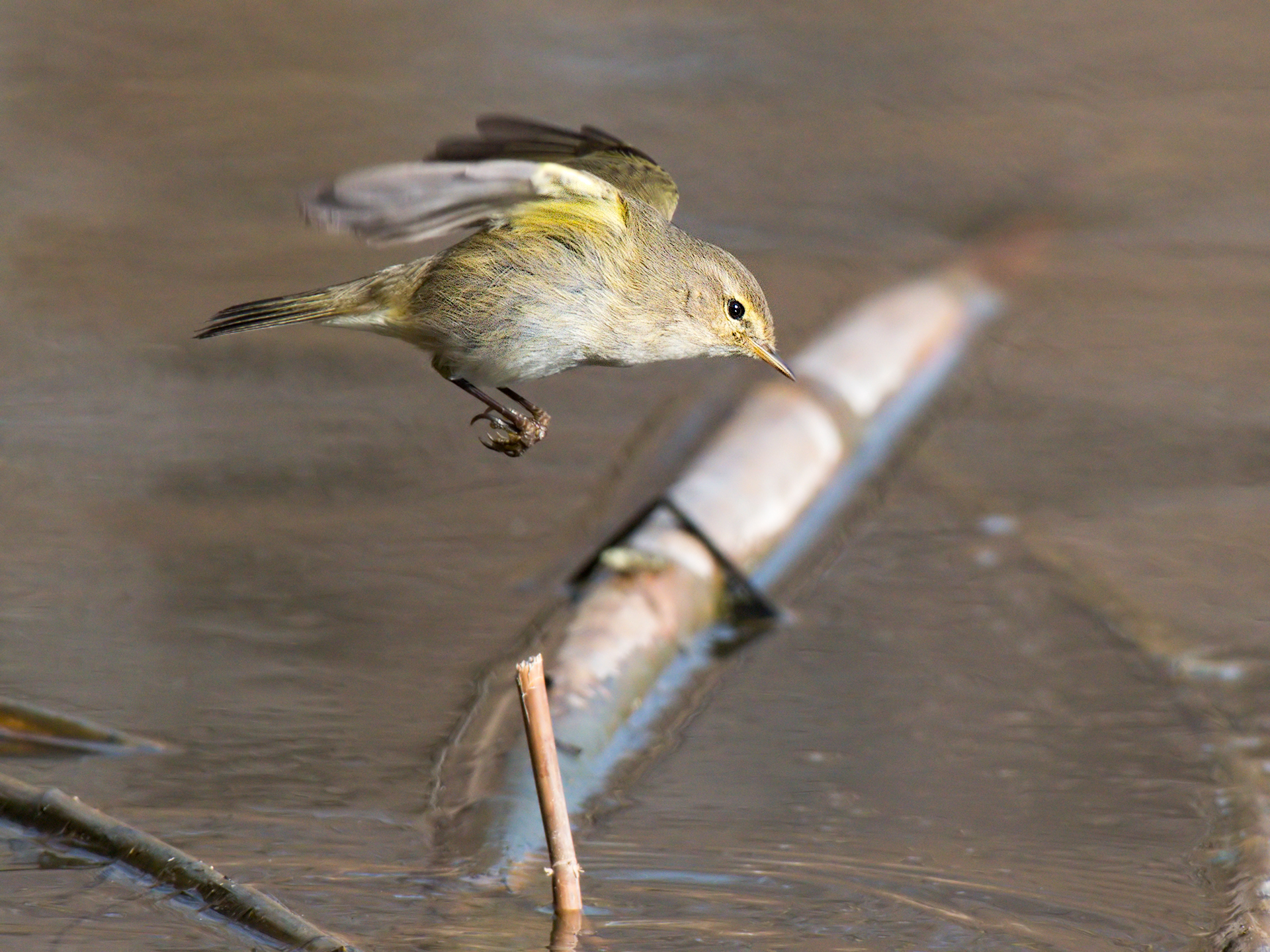 Luì piccolo in cerca di cibo sullo stagno