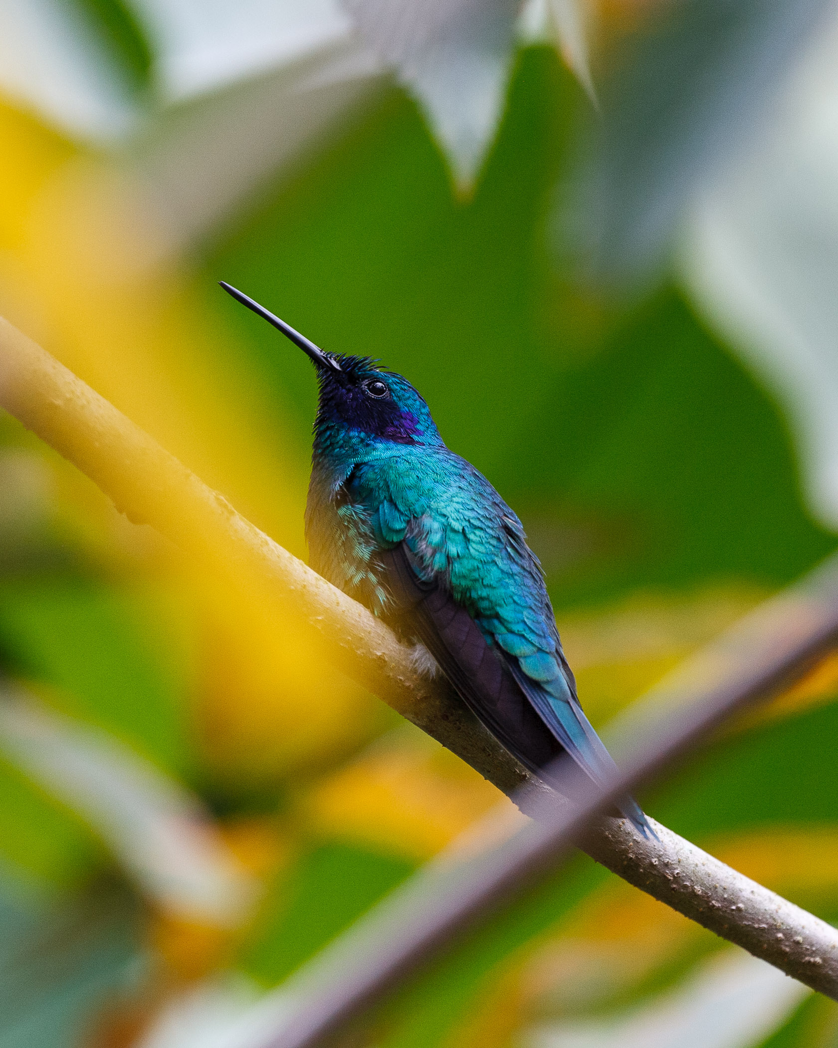 Colibrì Zaffiro