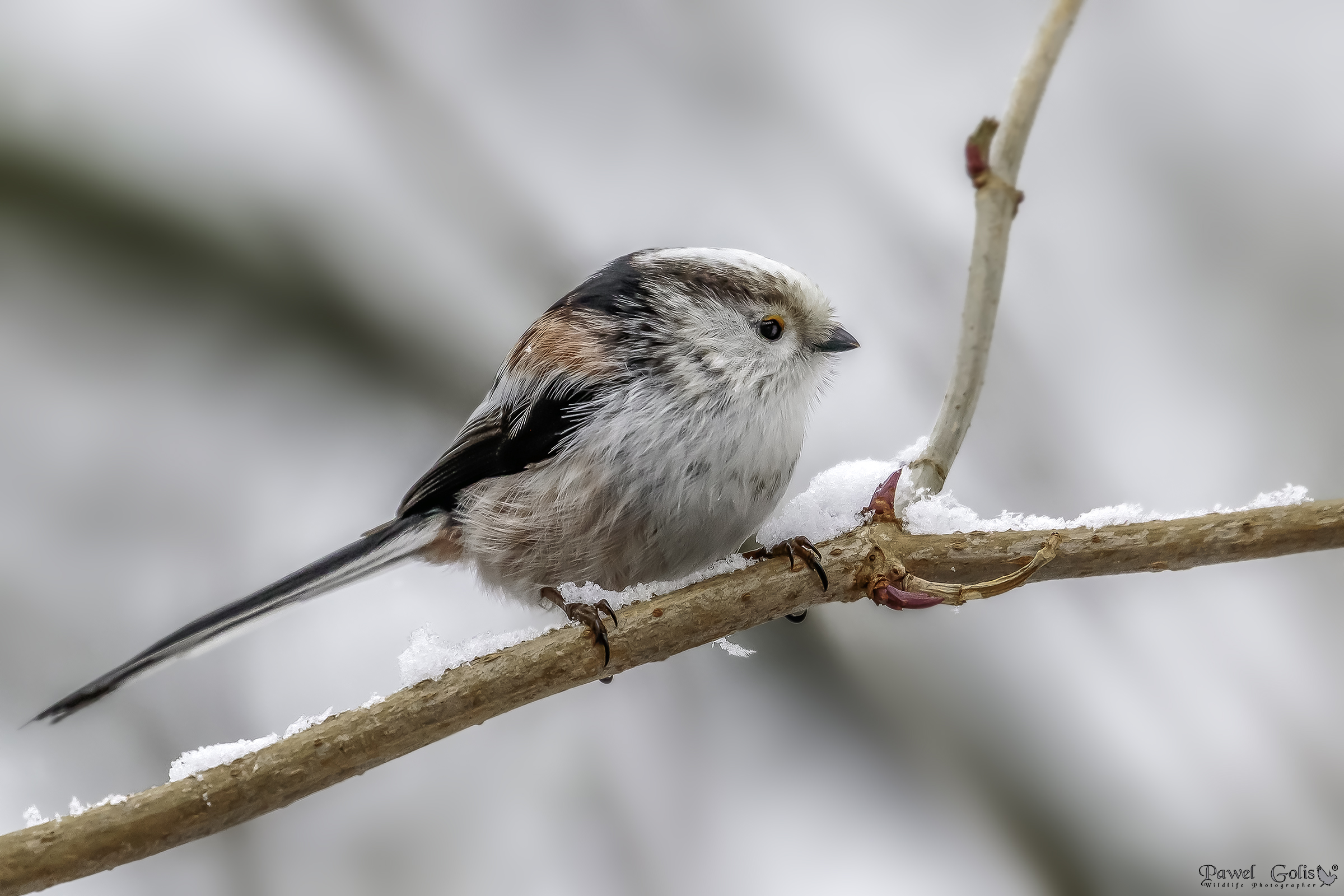 Bushtit dalla coda lunga (Aegithalos caudatus)