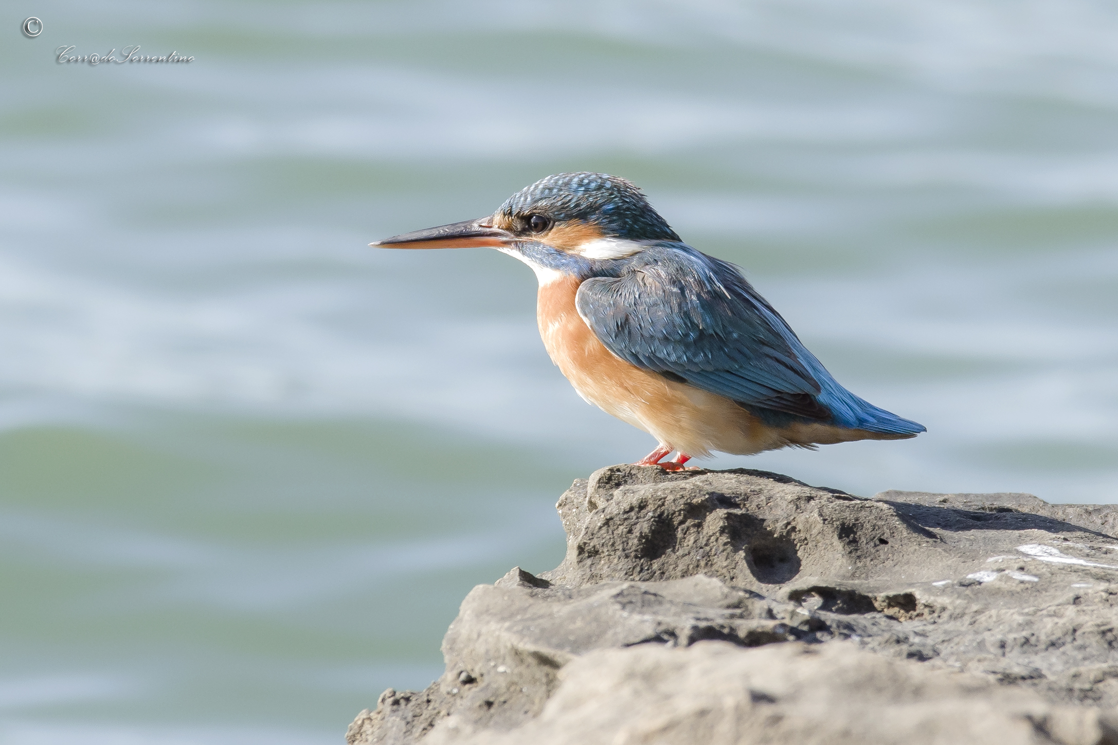 Kingfisher