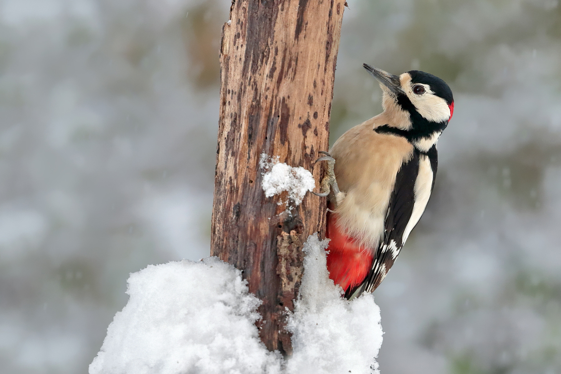 Picchio rosso maggiore