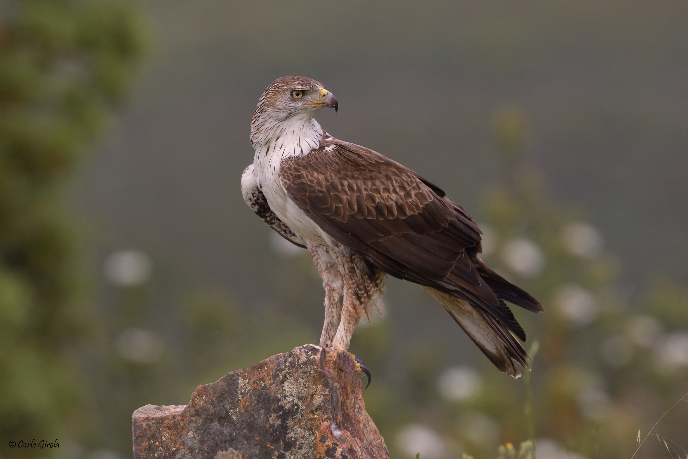 Aquila di Bonelli (Aquila fasciata)