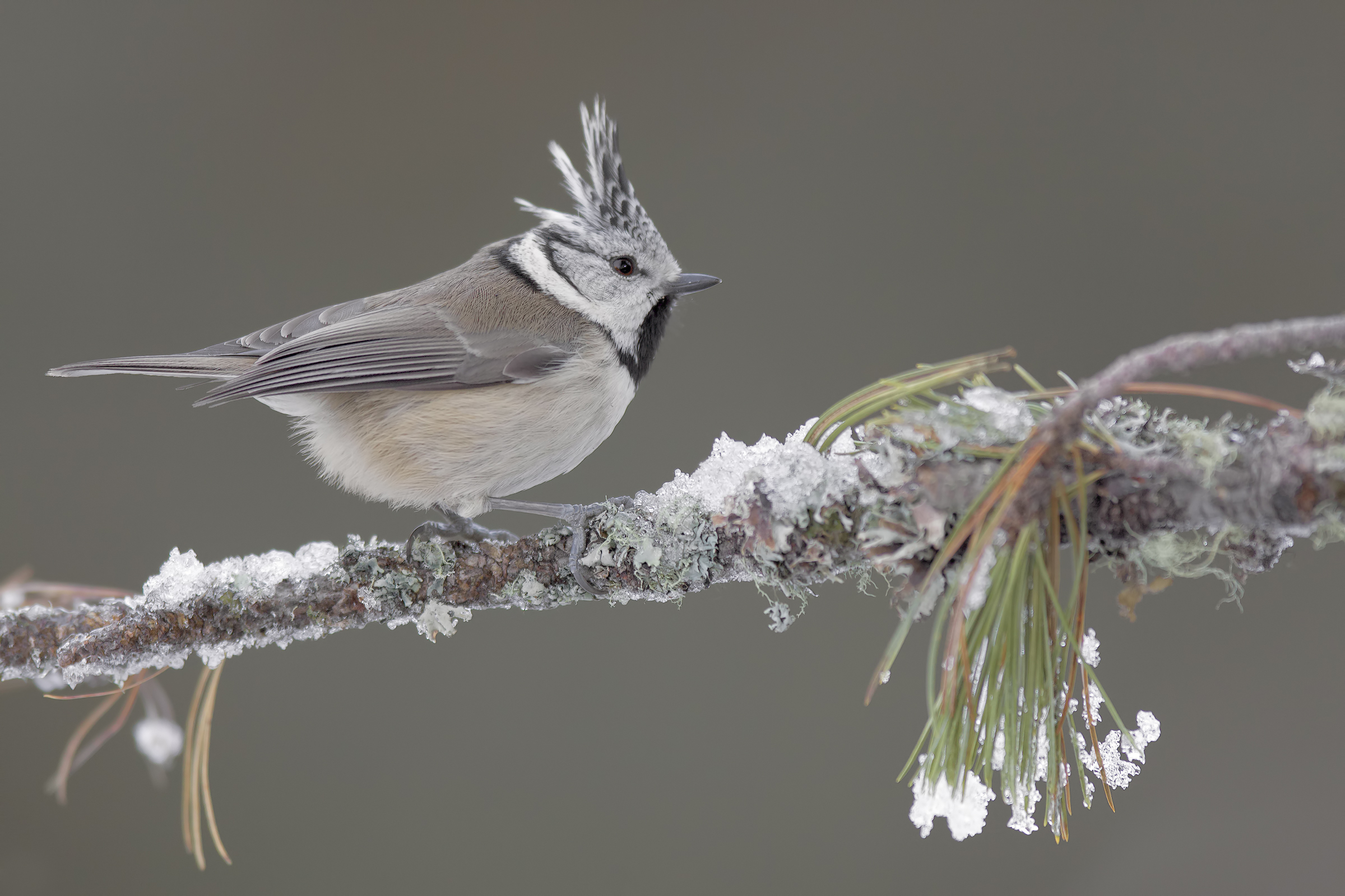 Tufted Cincia
