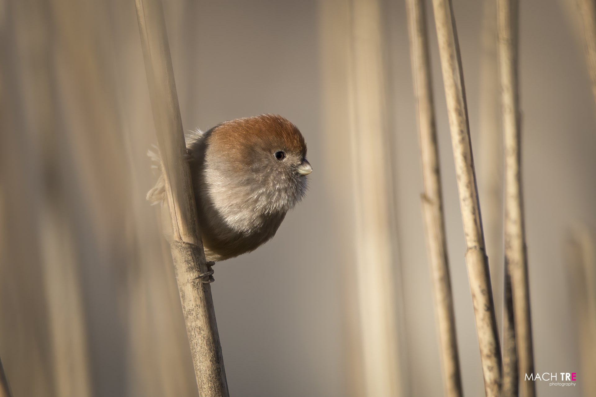 Webb's Panuro (Paradoxornis webbianus)