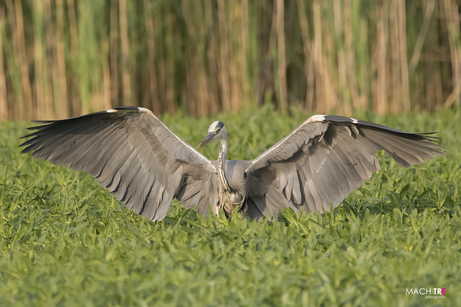 Gray Heron (Ardea cinerea)