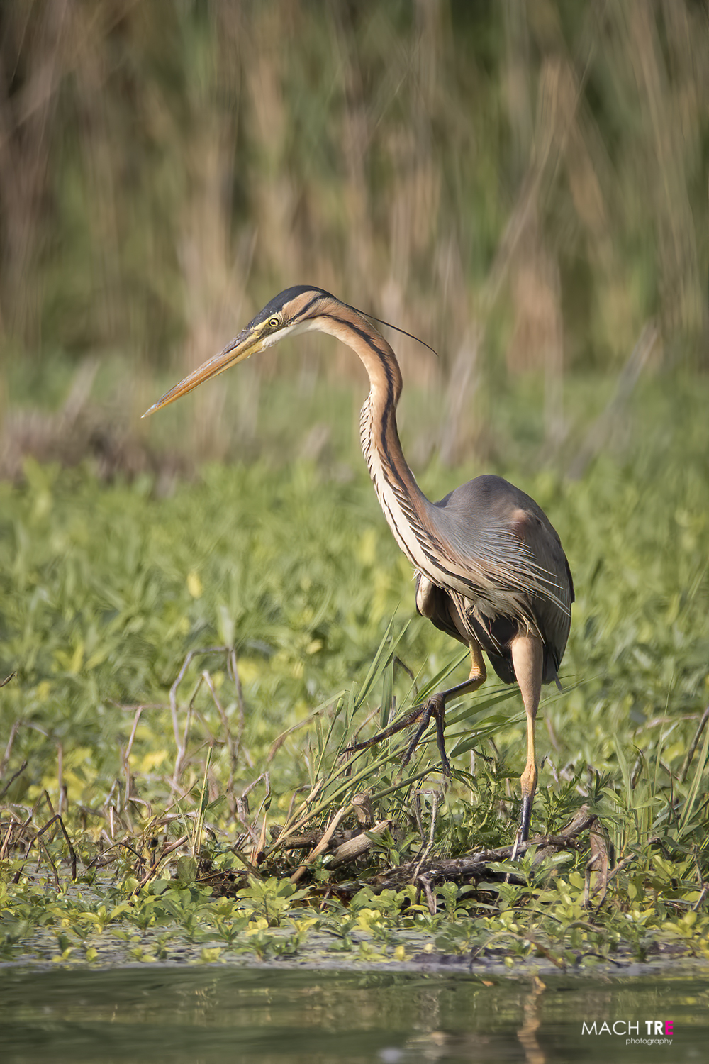 Airone rosso (Ardea purpurea)