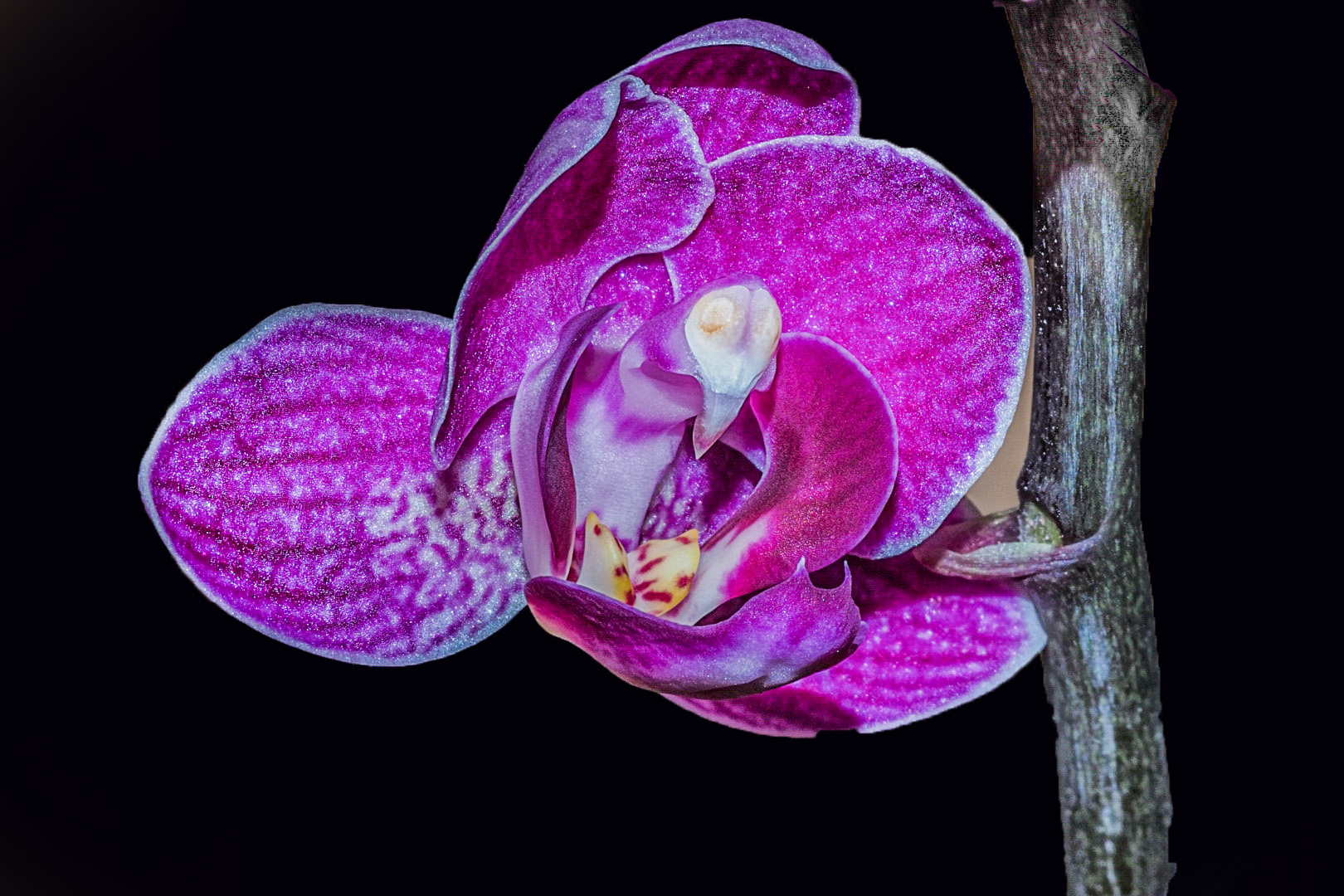 Phalaenopsis
