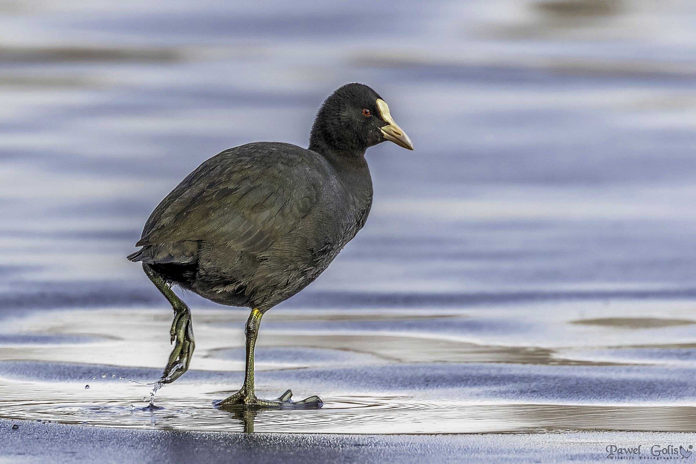Folaga eurasiatica (Fulica atra)