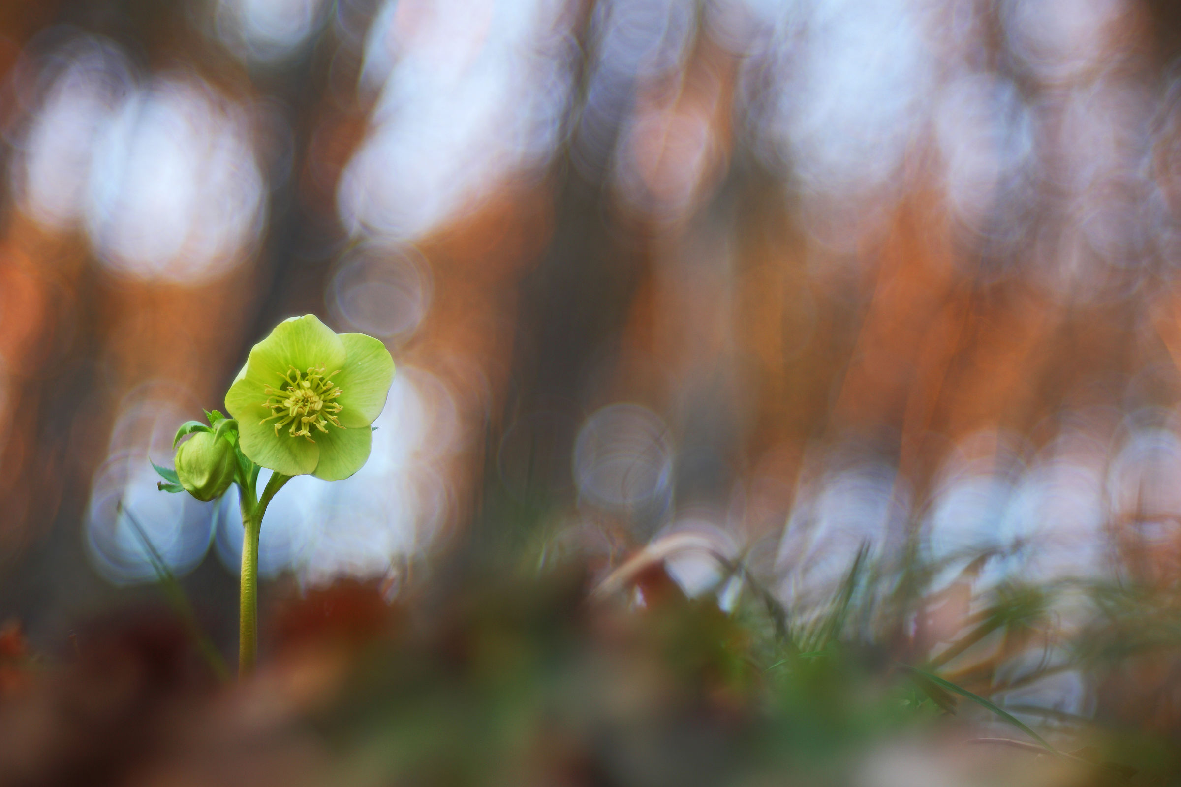 Helleborus viridis