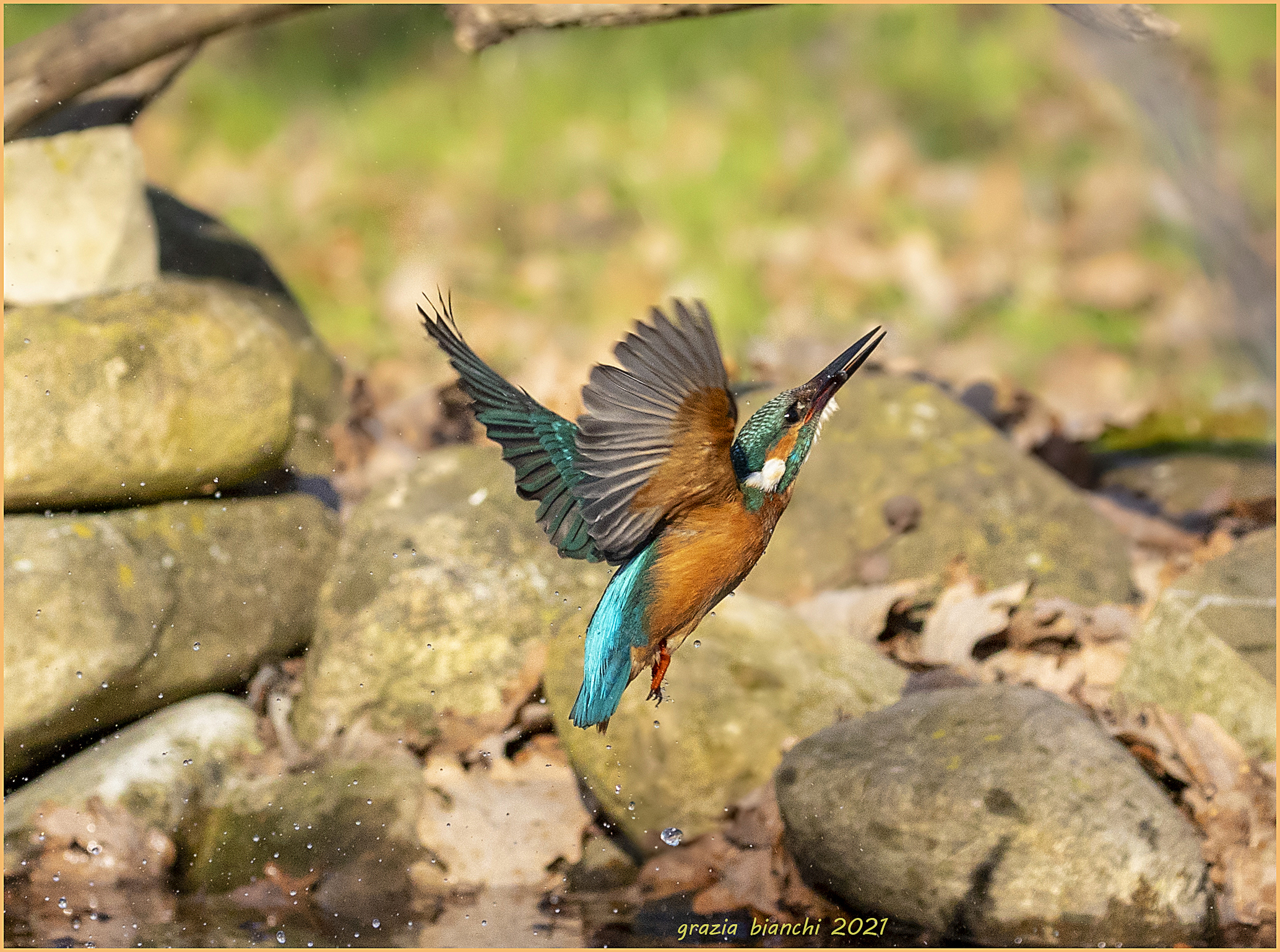 Martin pescatore (Alcedo atthis) Parco della Piana