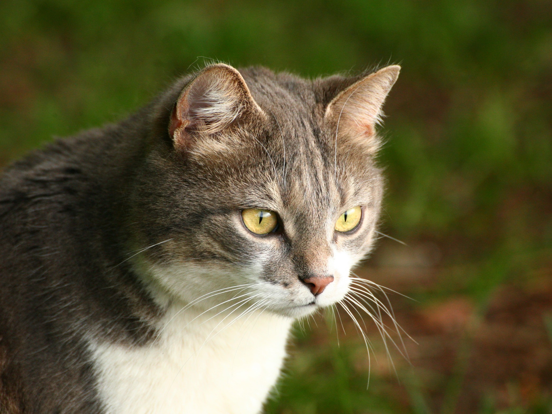 Looking for the next prey