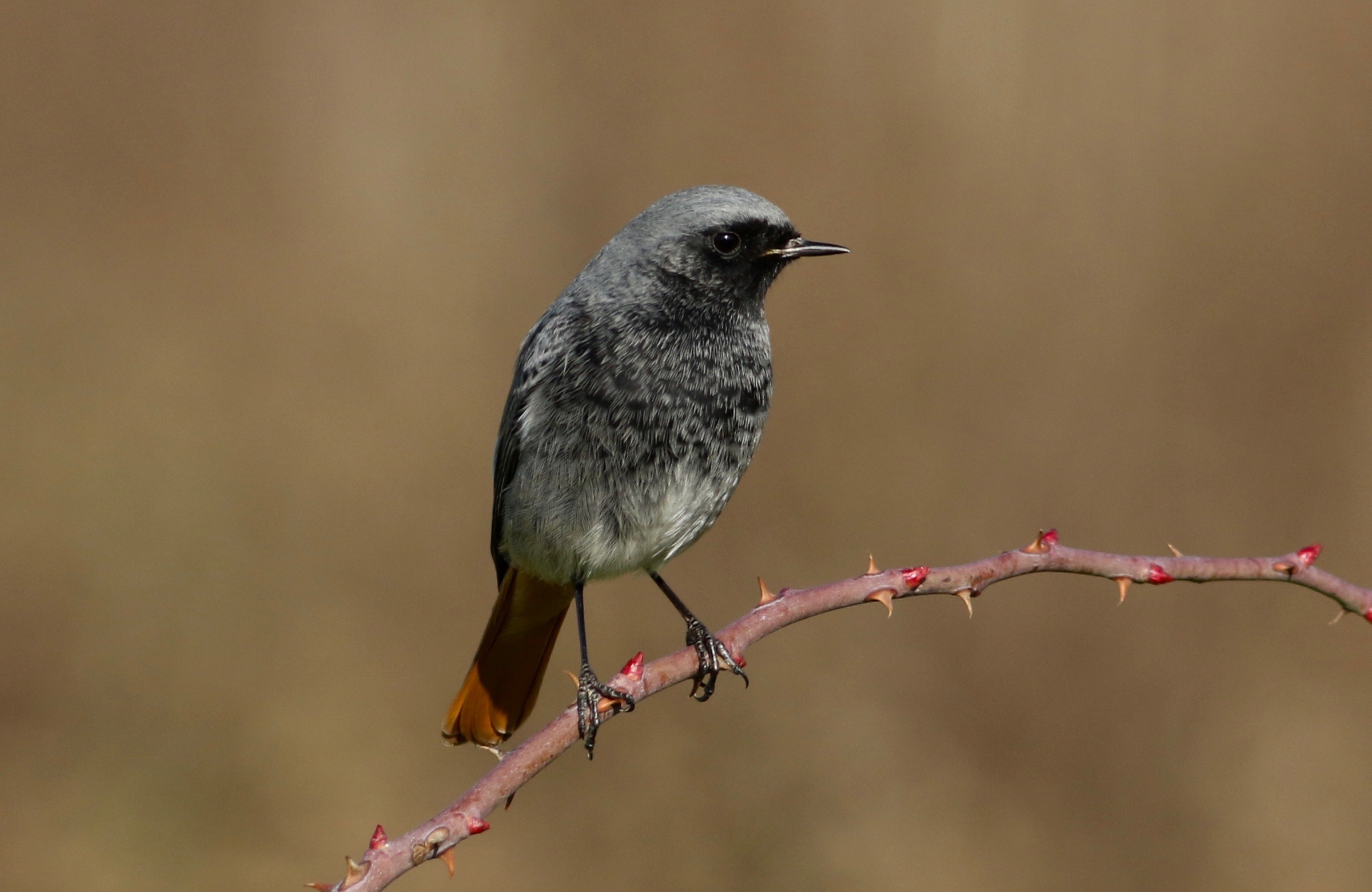 Codirosso Spazzacamino Maschio