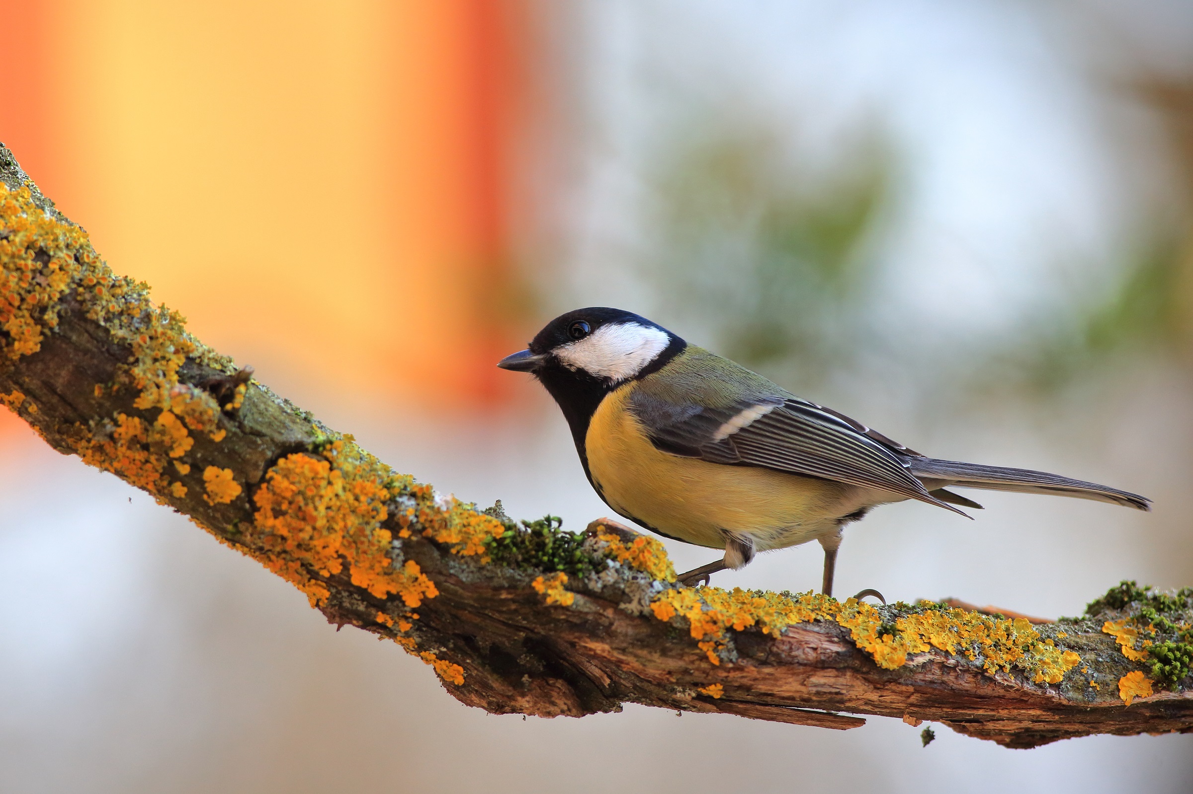 Parus maior o cinciallegra
