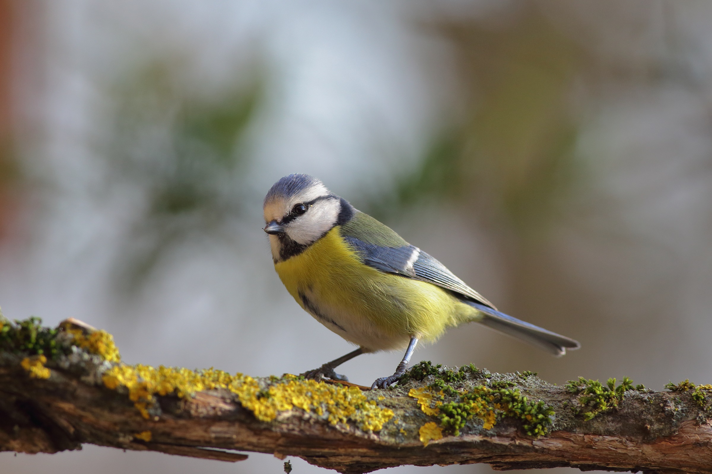 Parus caeruleus o cinciarella