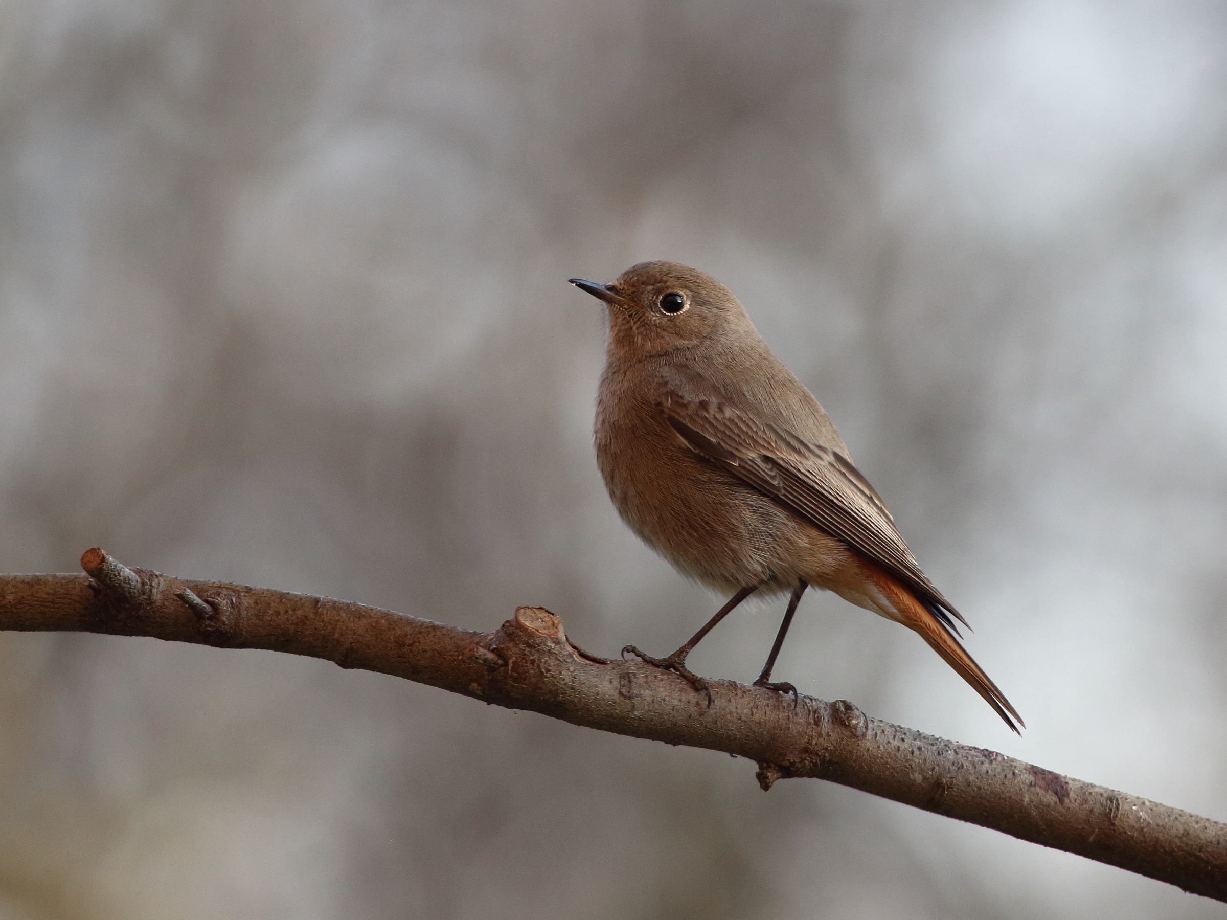 Phoenicurus achruros o codirosso spazzacamino