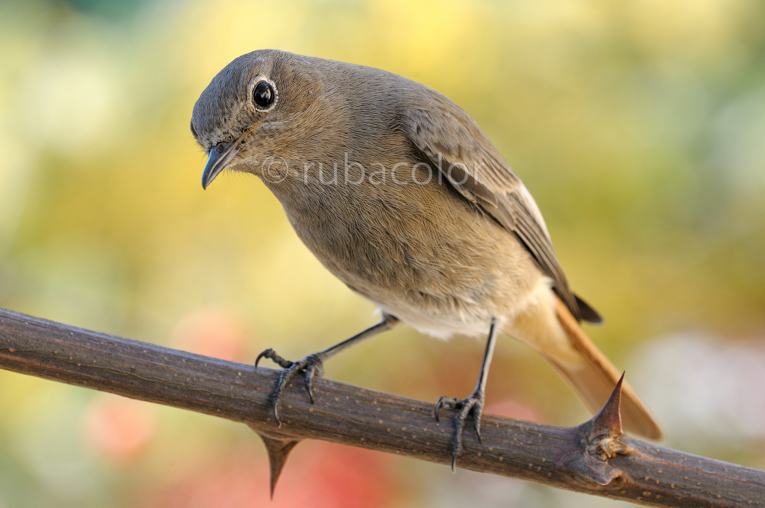 Codirosso femmina incuriosito dal capanno