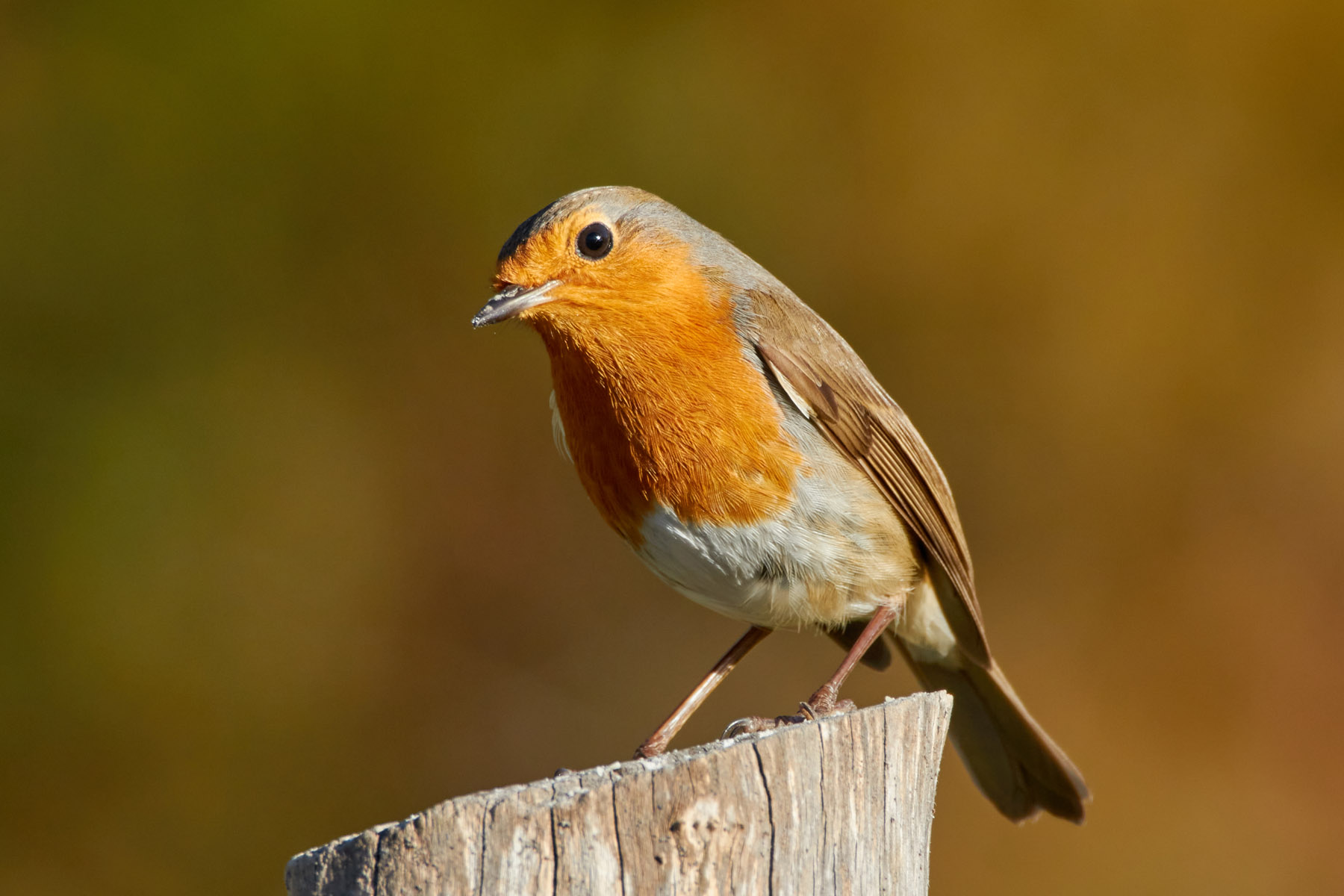 European Robin