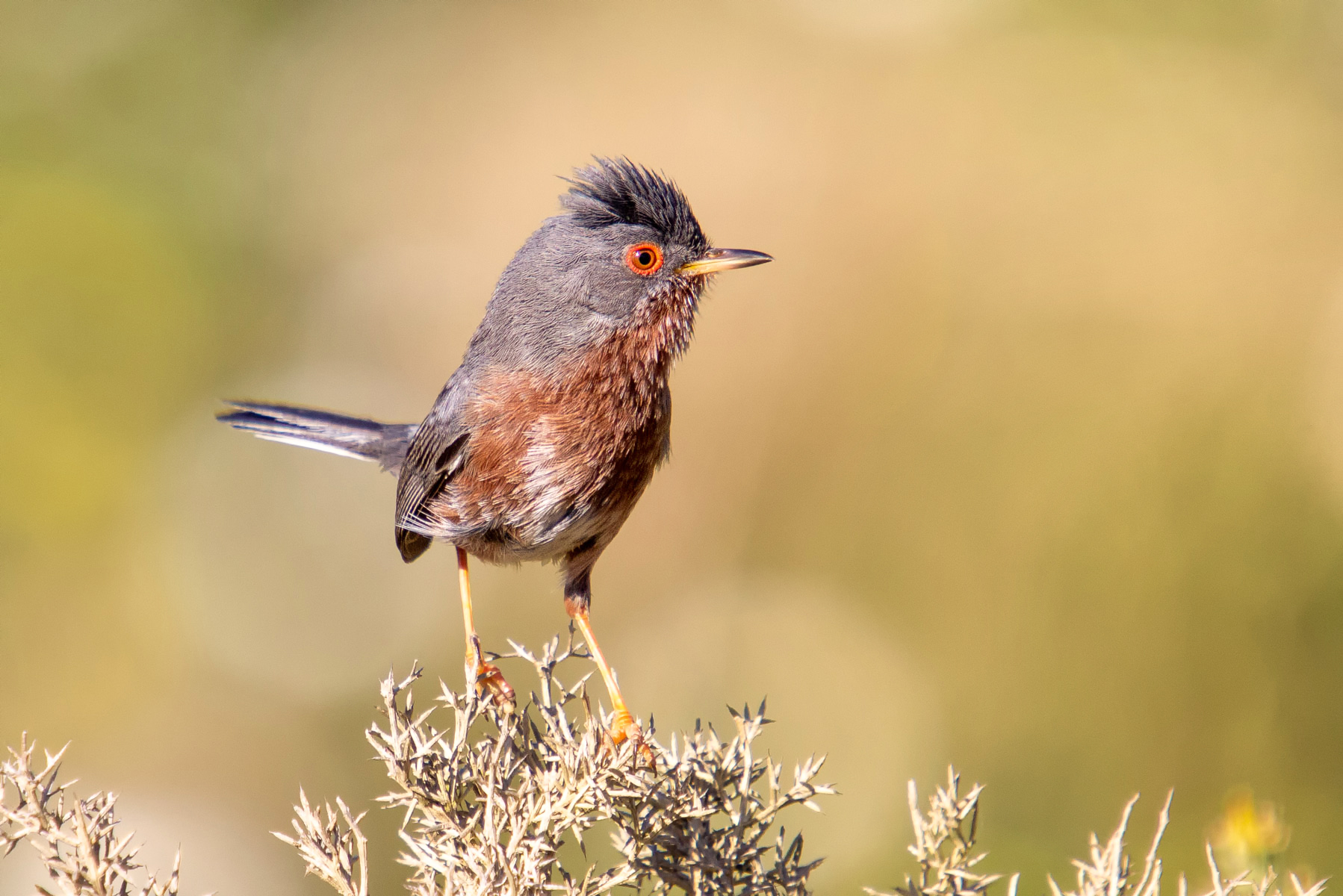 Dartford warbler