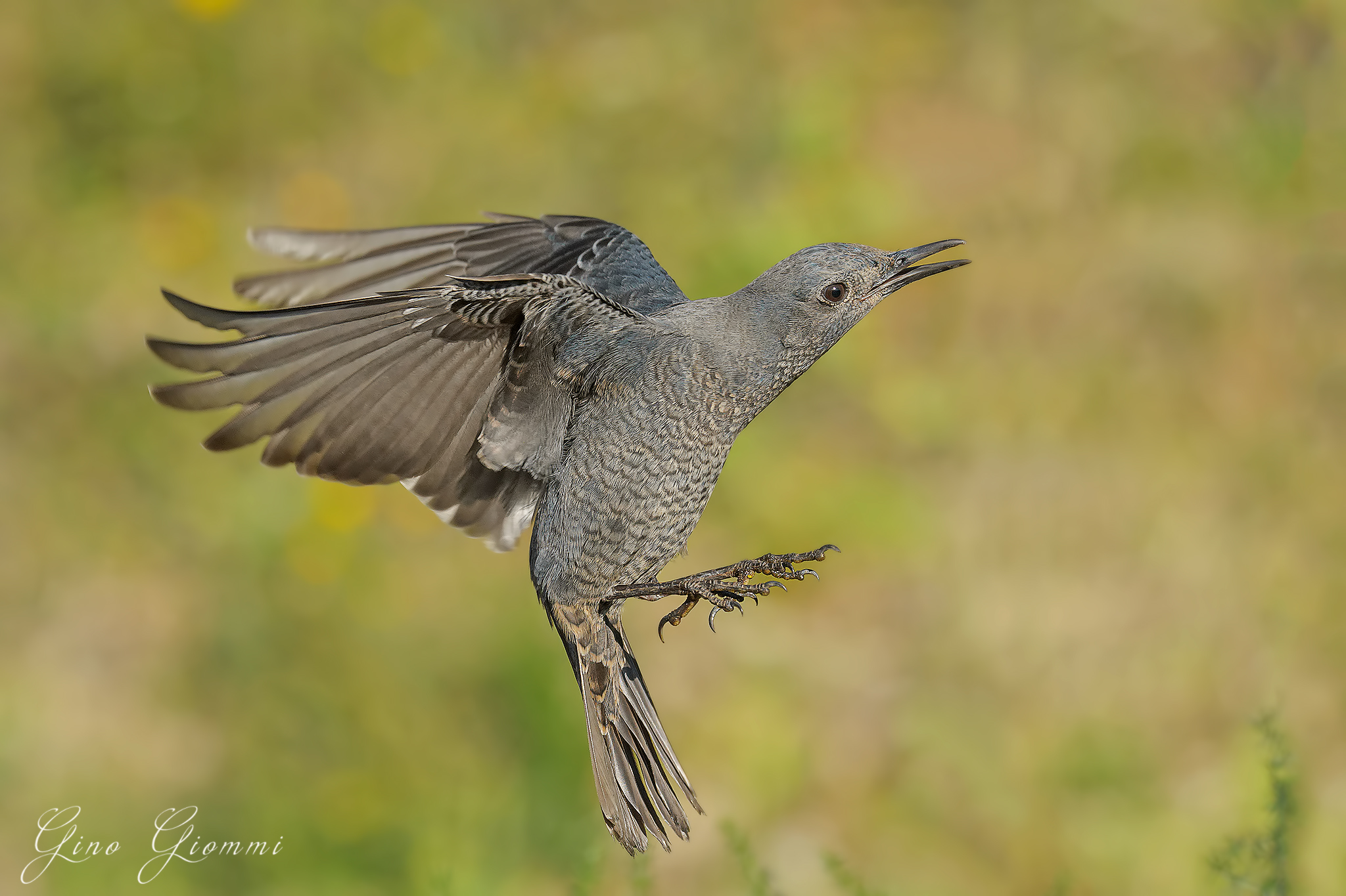 Passero solitario -dinamico