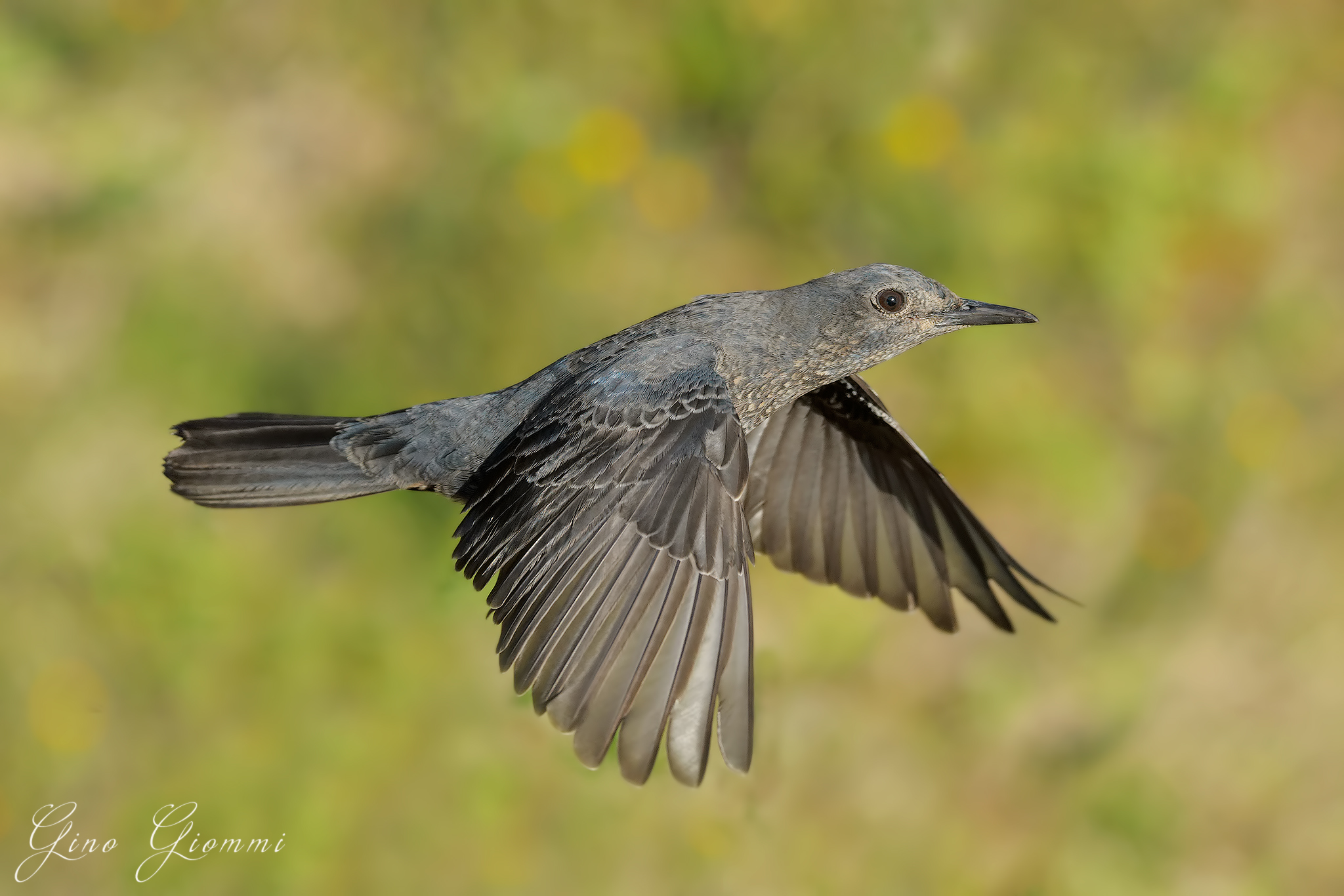 Passero solitario - dinamico