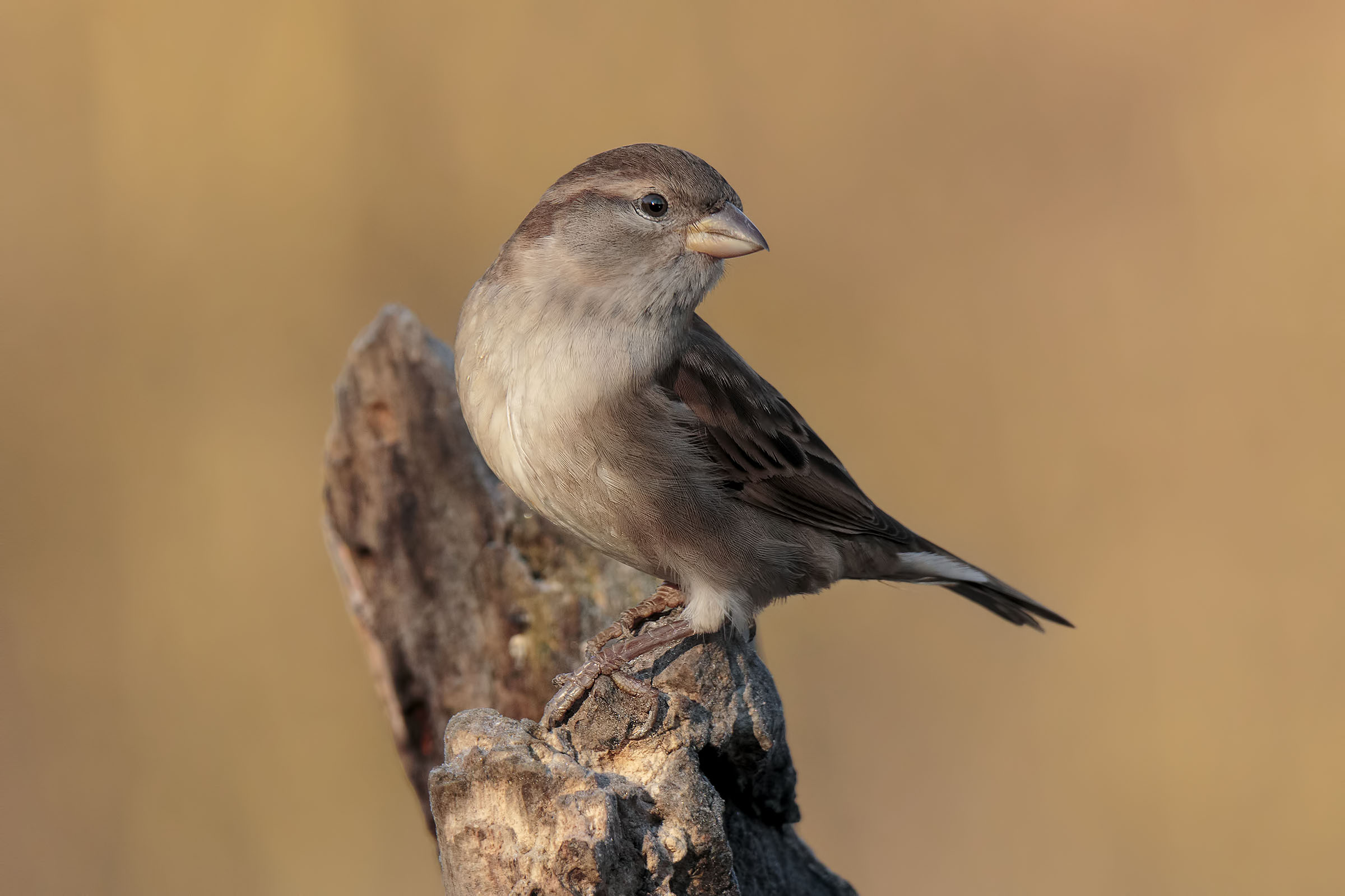 Semplicemente Passero