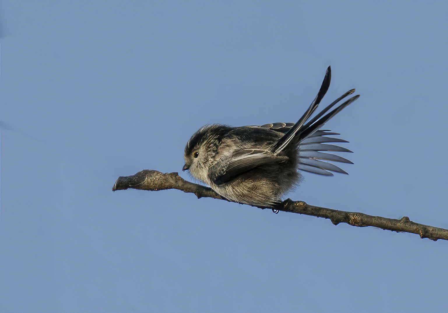Il codibugnolo....l'equilibrista