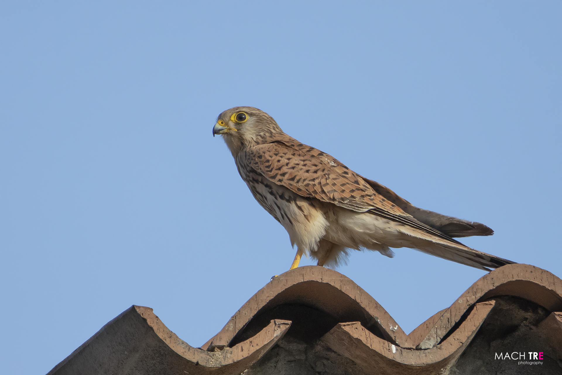 Kestrel