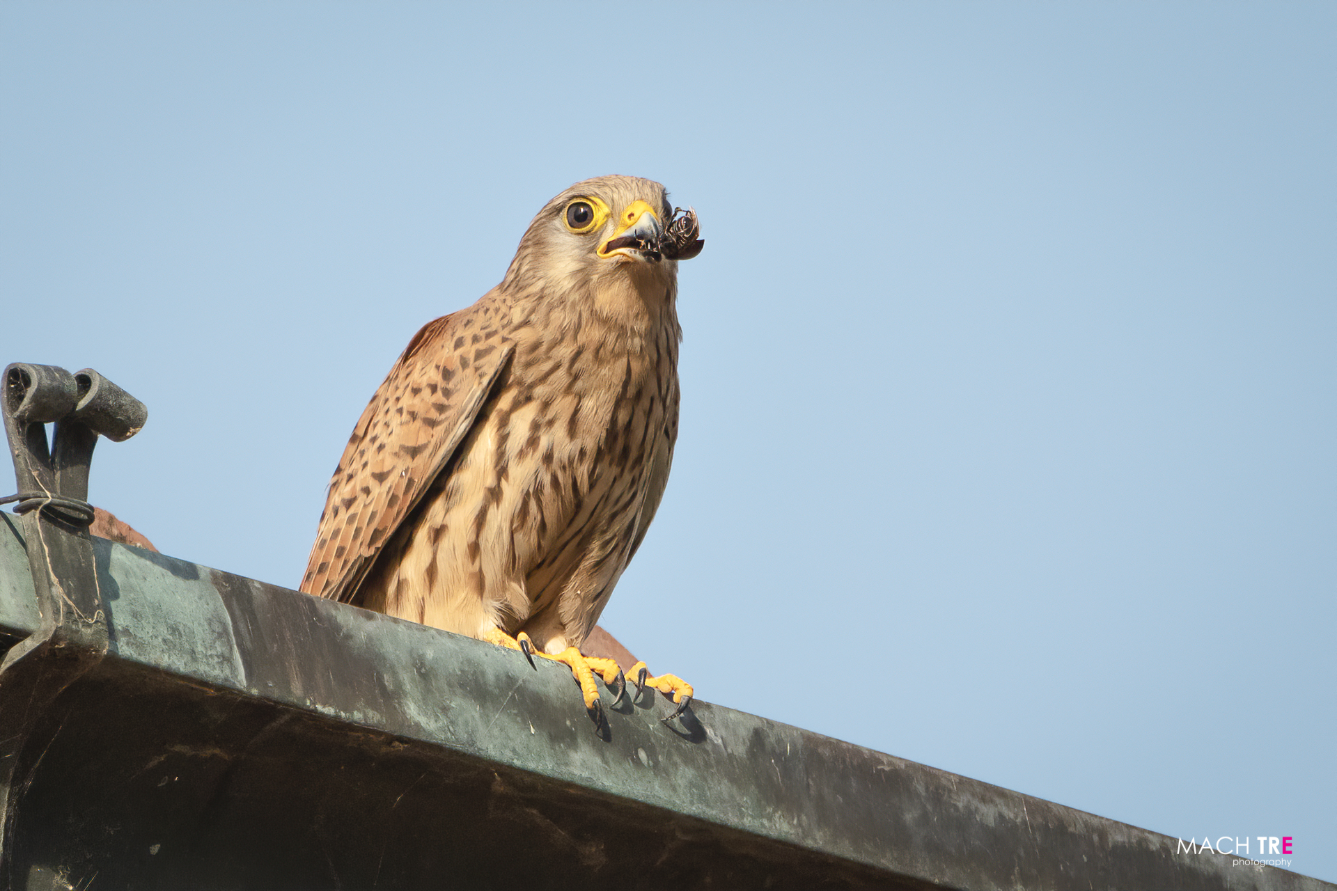 Kestrel