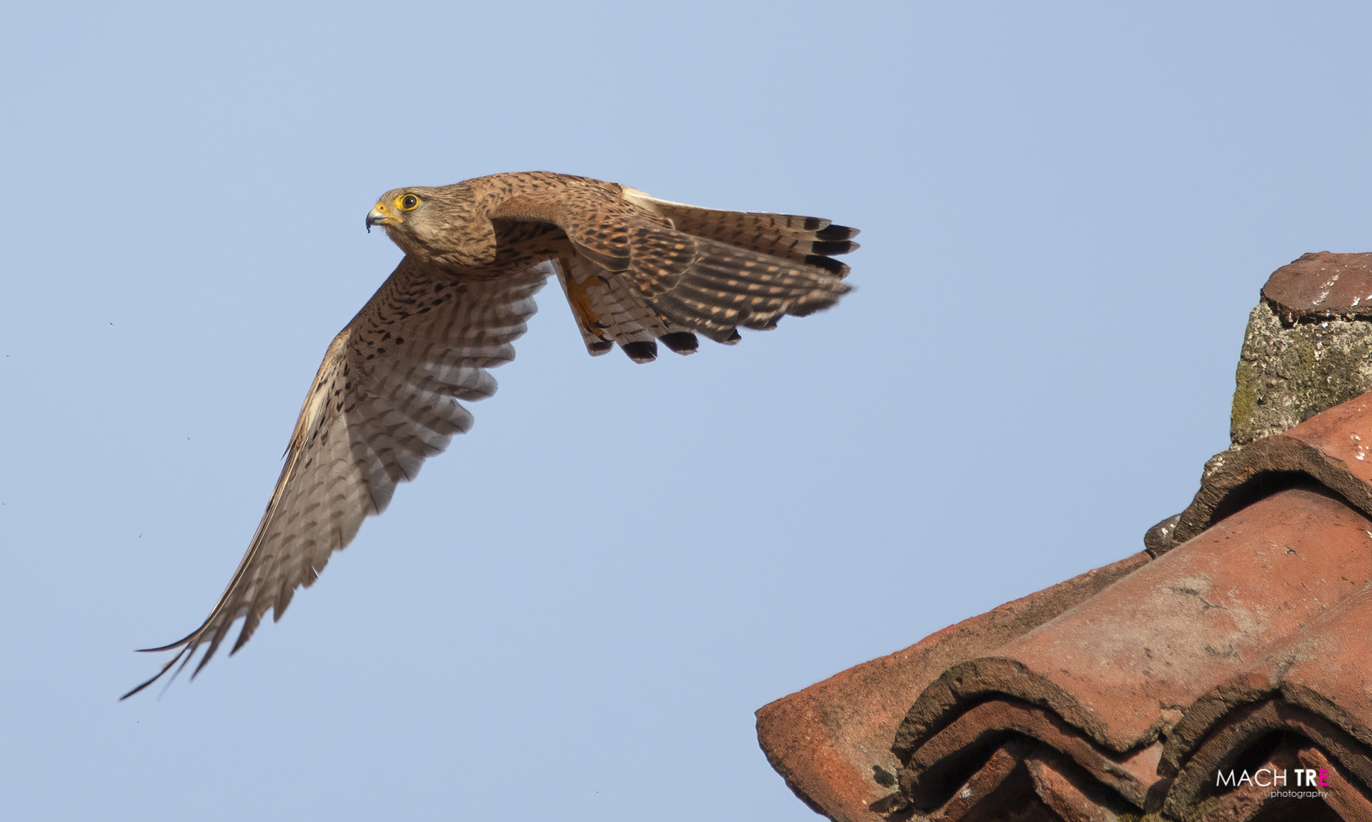 Kestrel