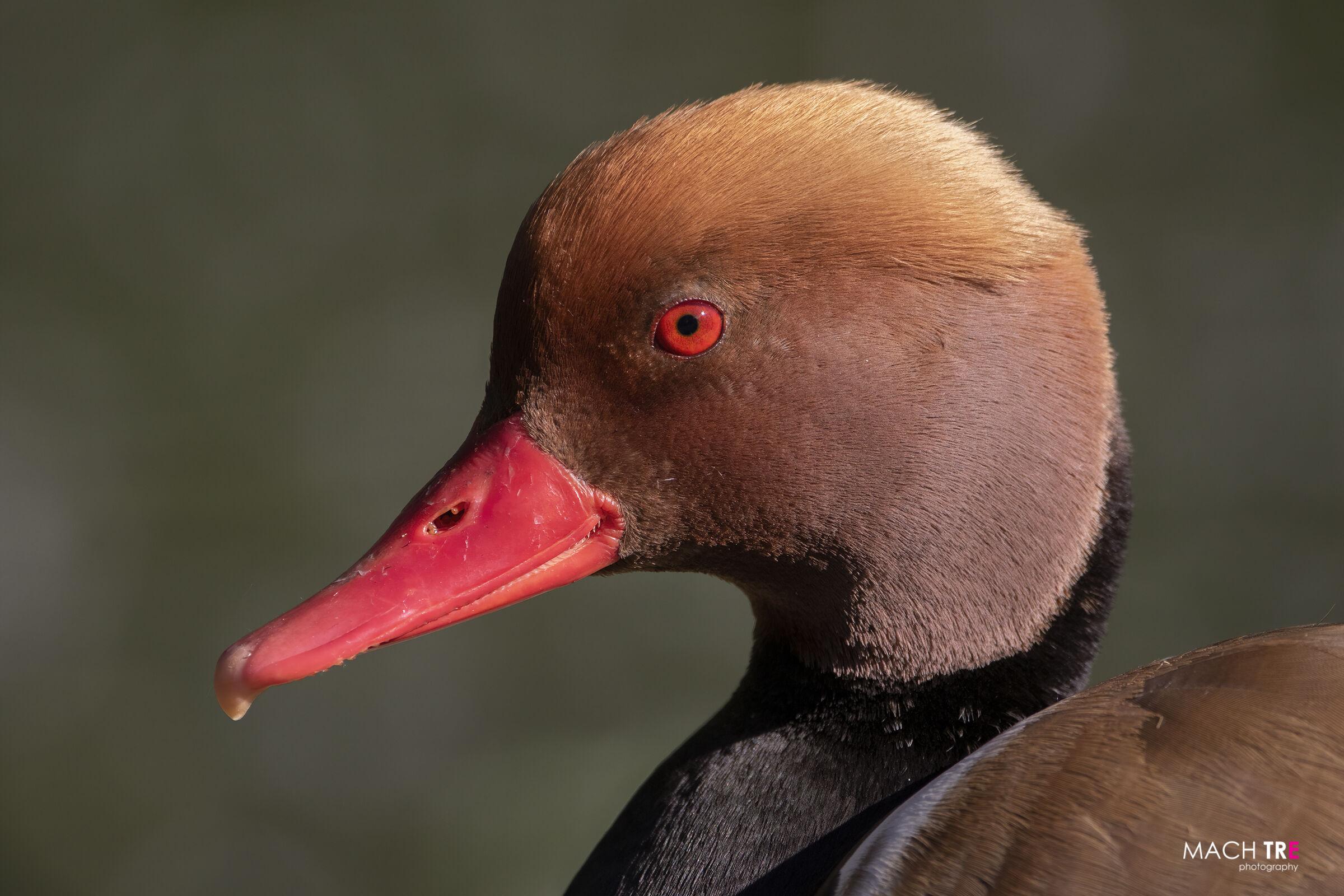 Turkish Fistion (Netta rufina)