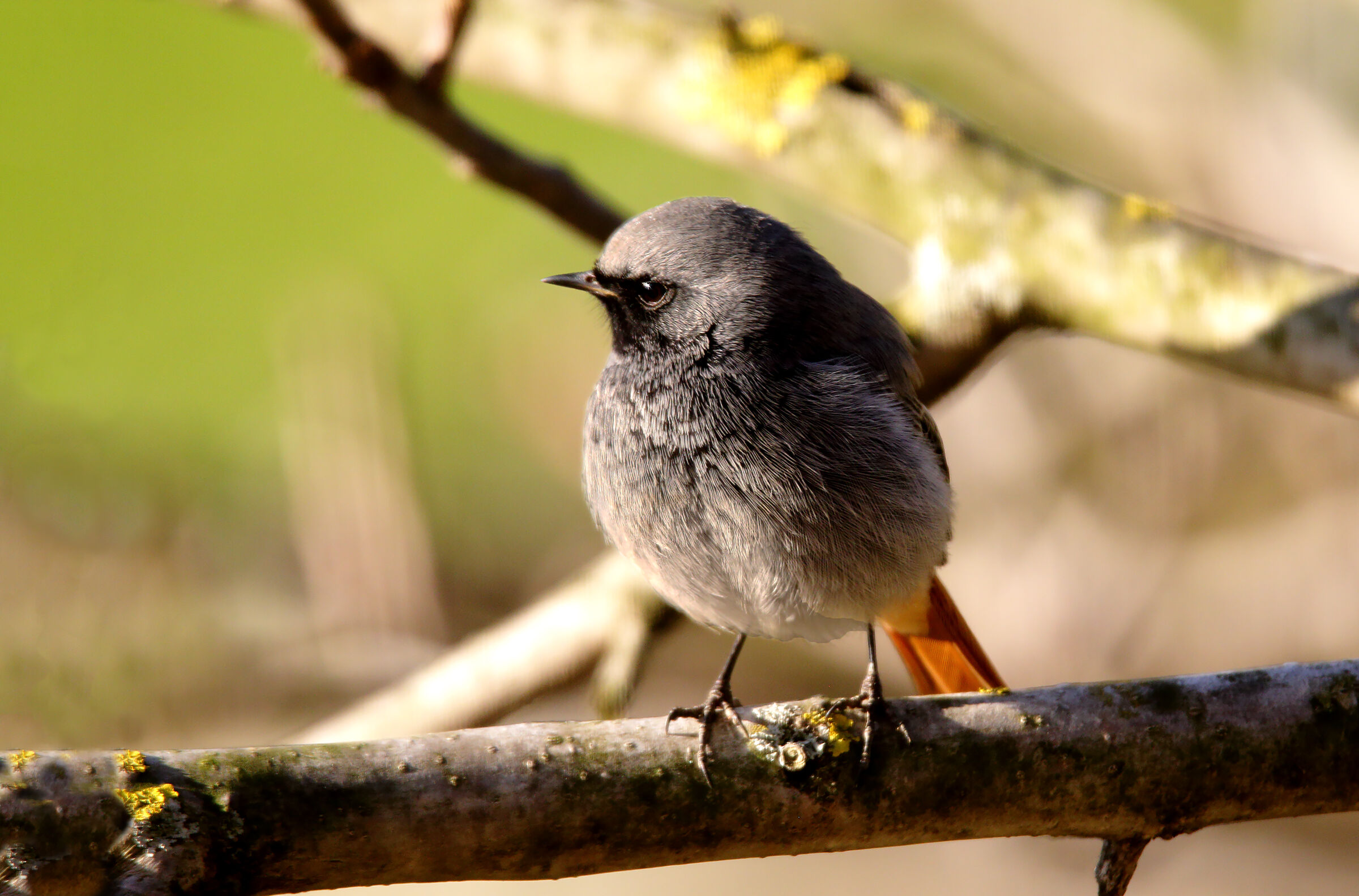 maschietto codirosso spazzacamino