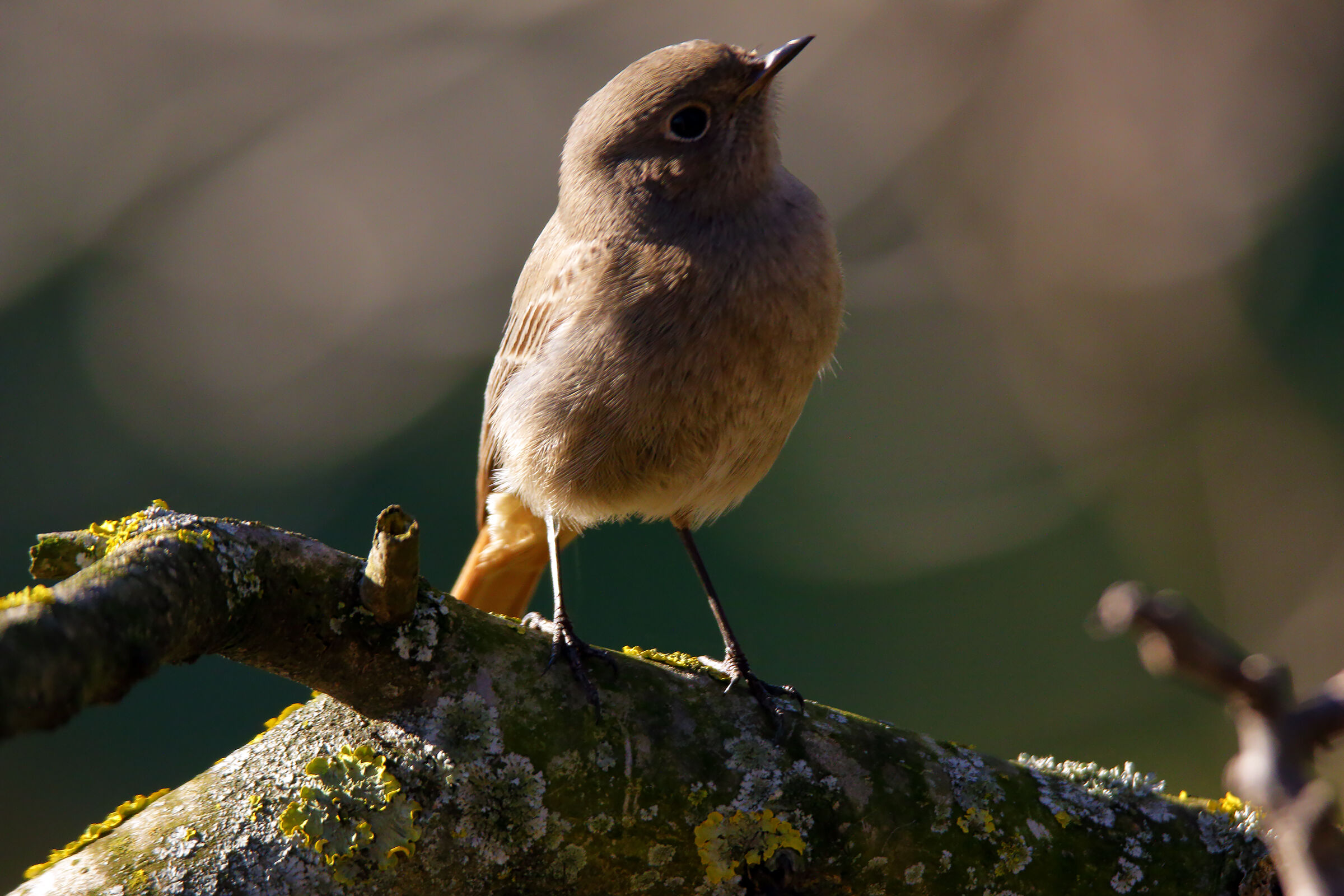 femminuccia codirosso spazzacamino