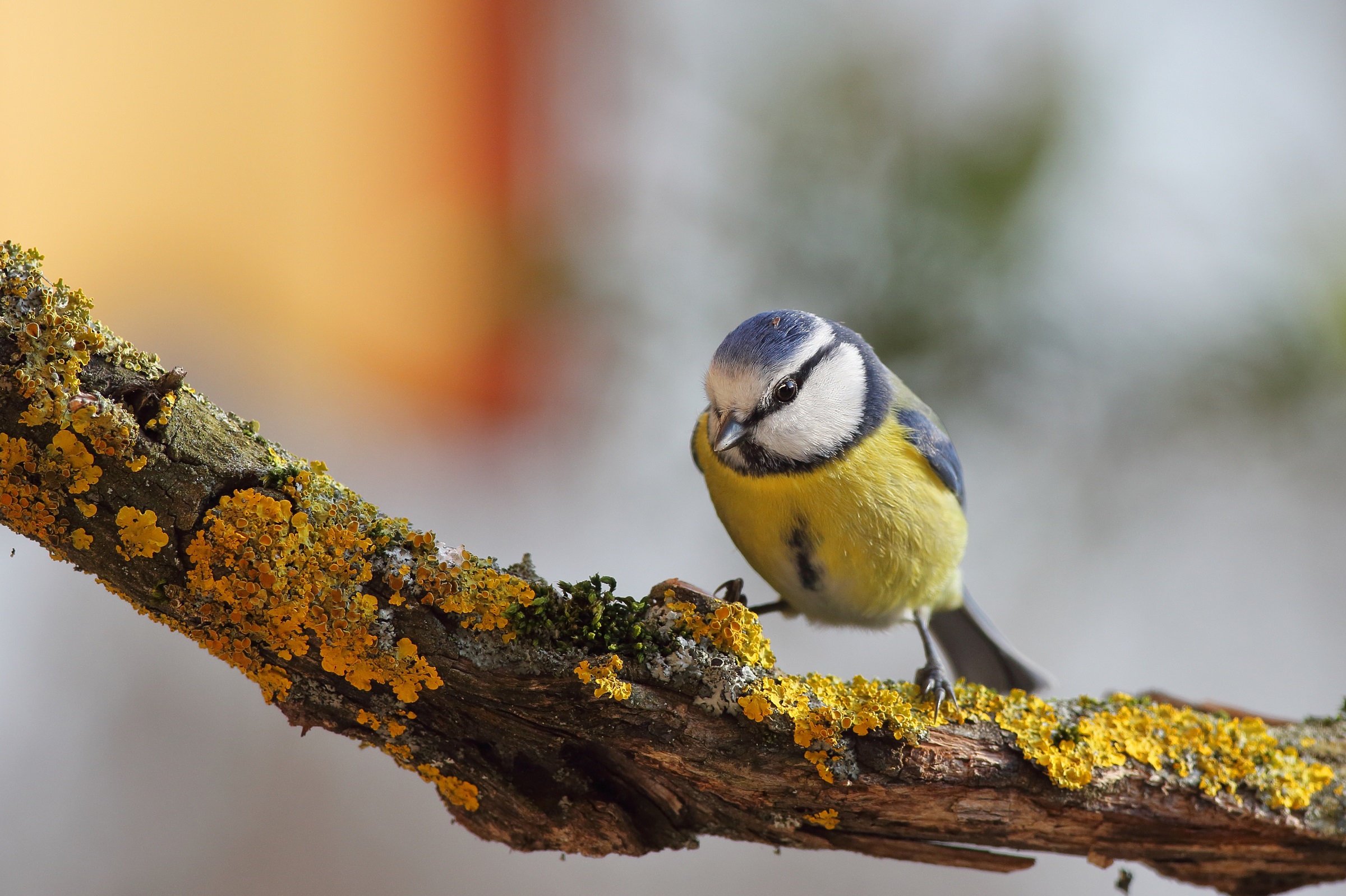 Parus caeruleus o cinciarella