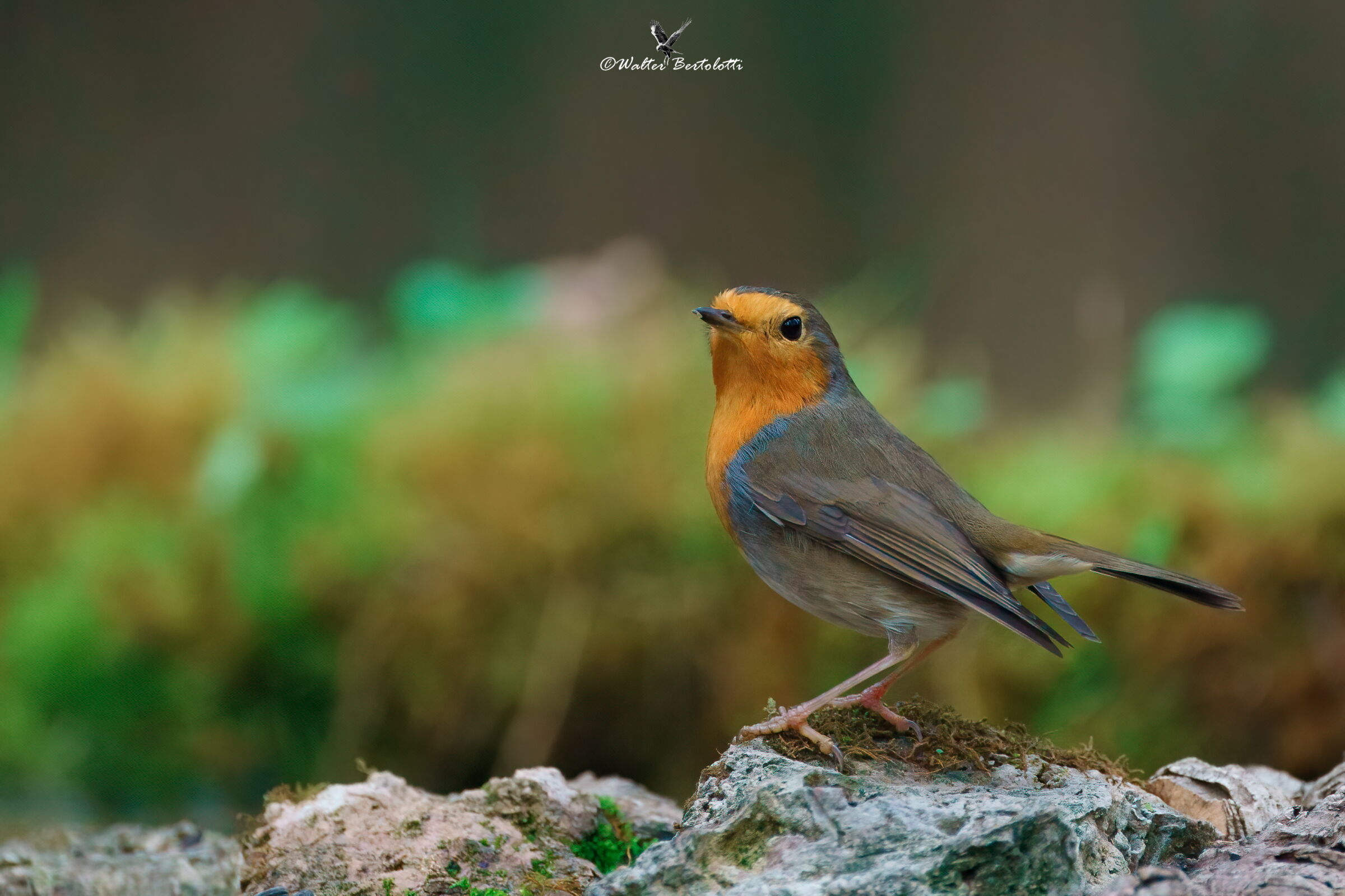 il piccolo lord dei boschi