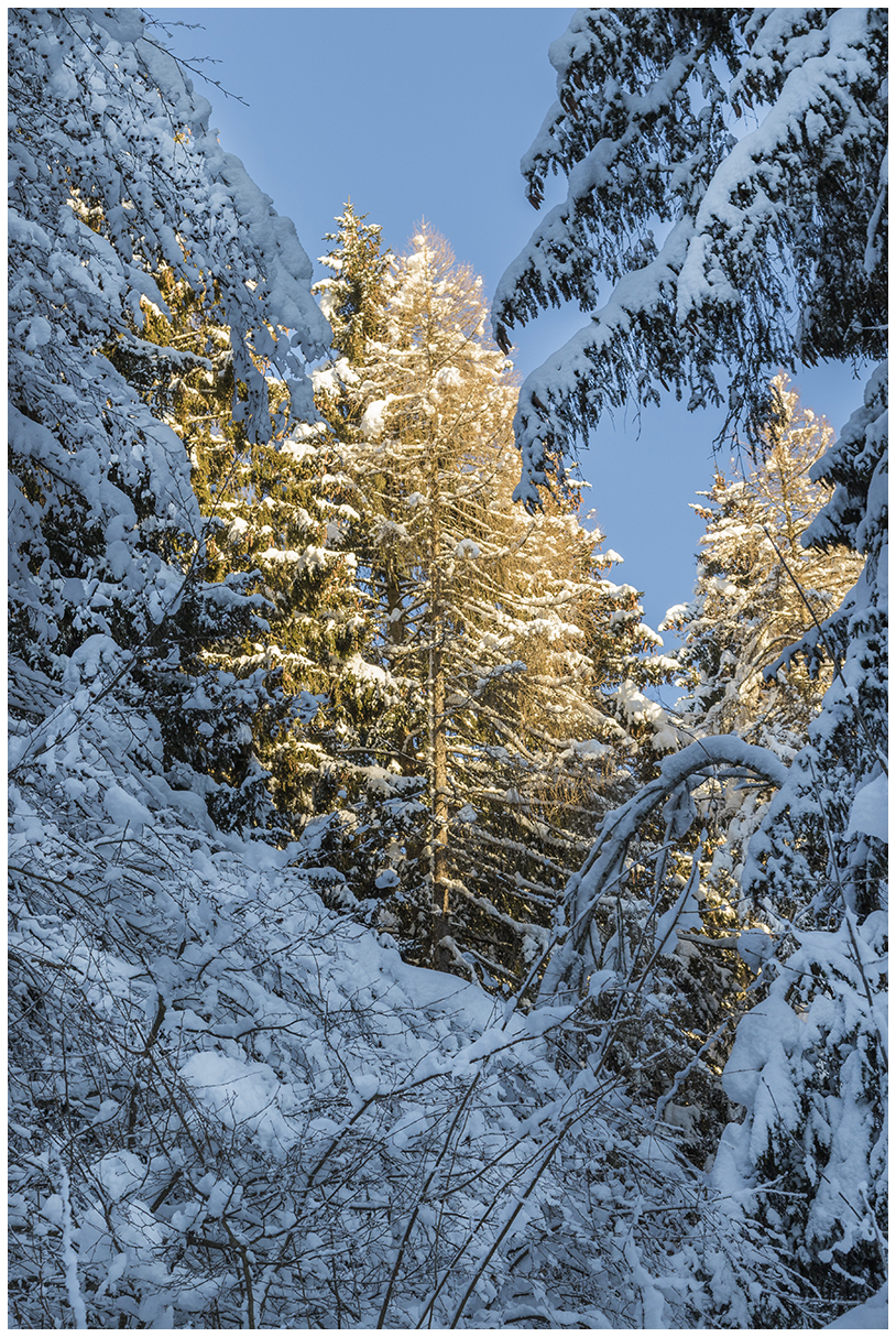 Contrast.. winter 2021