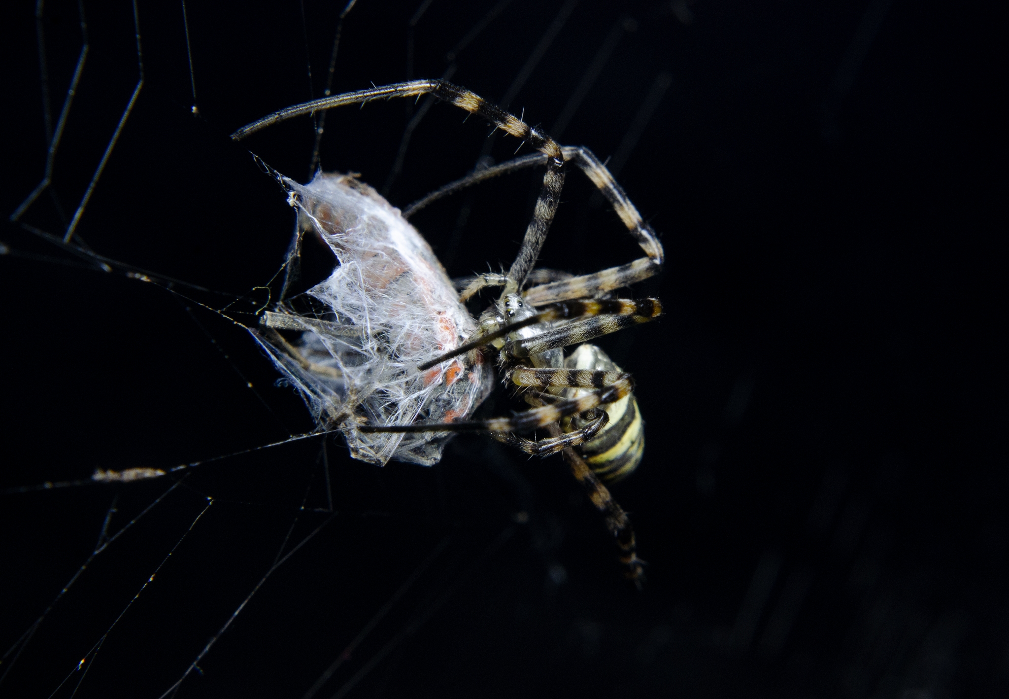 Argiope che preda un Lygaeus
