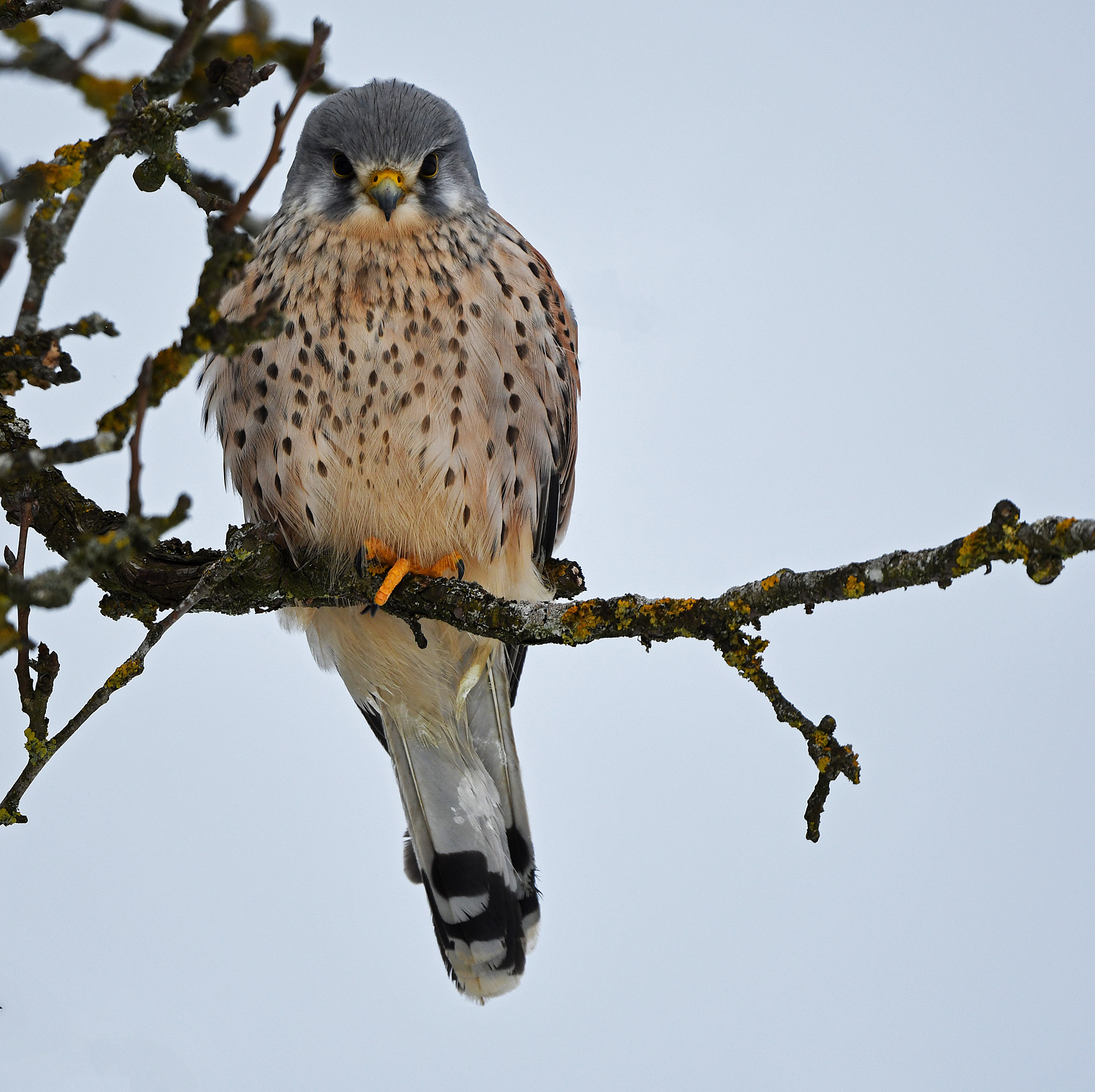 Falco tinnunculus maschio