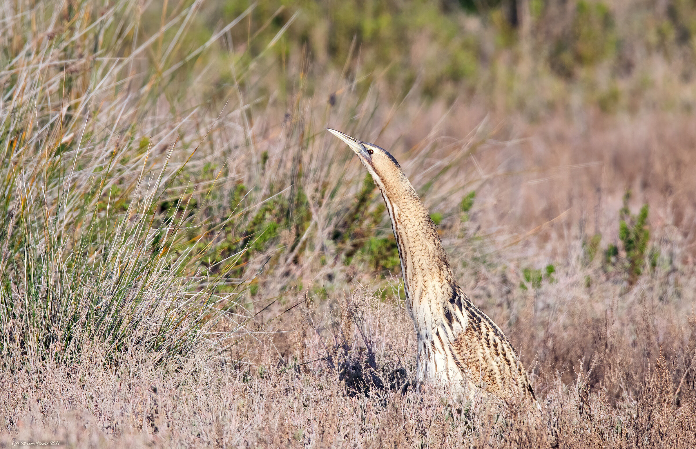Tarabuso Department (Botaurus stellaris)