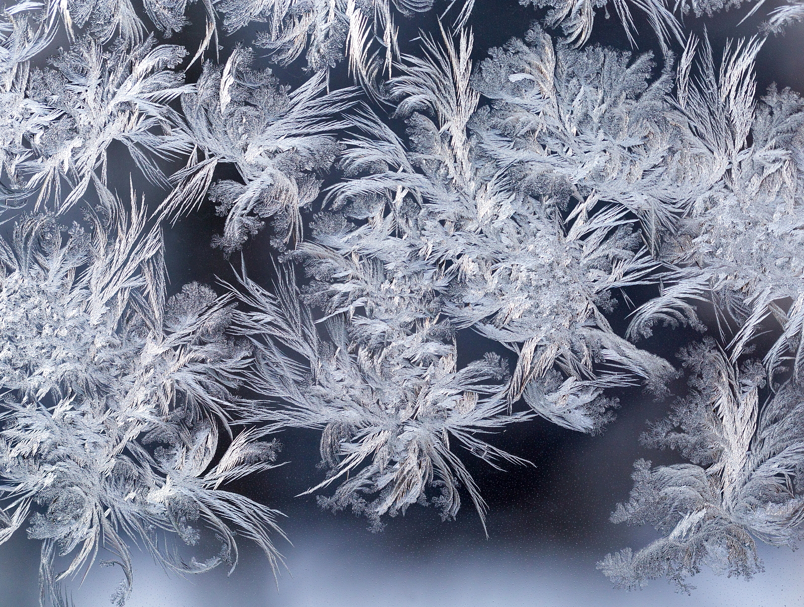 Ice patterns in the window