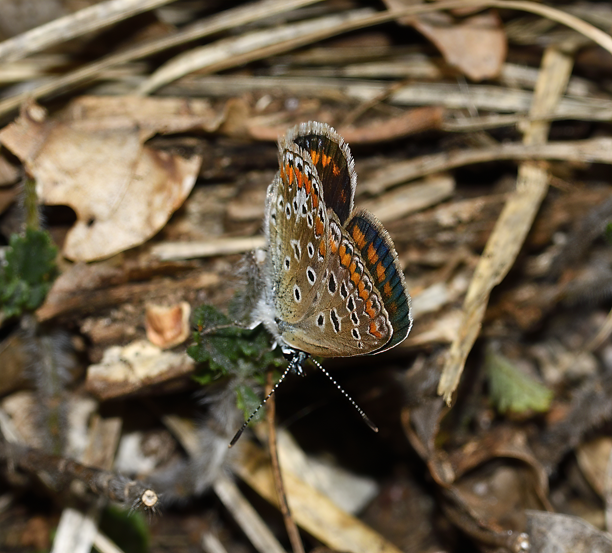 Le ali della farfalla...