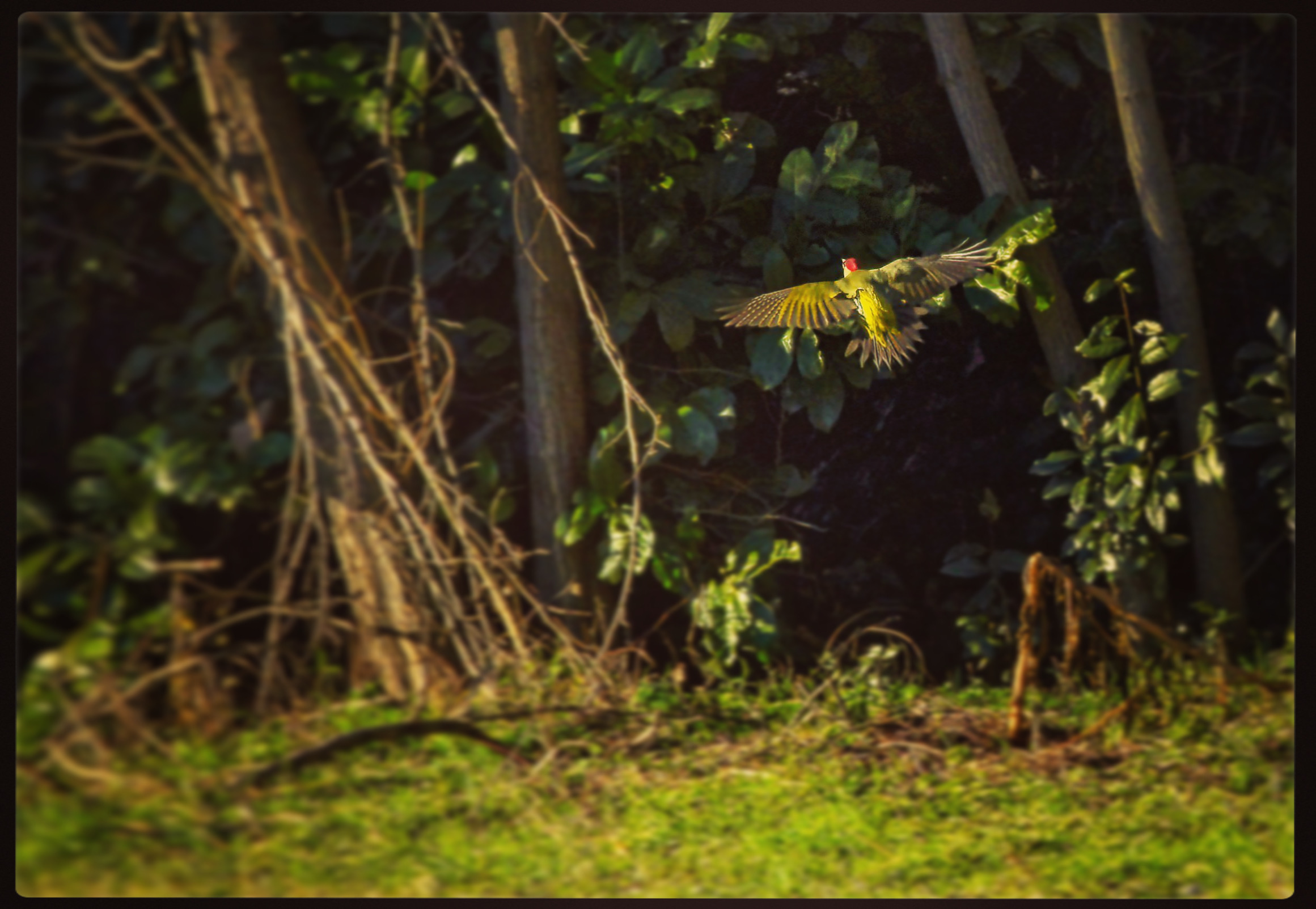 Picchio verde in volo
