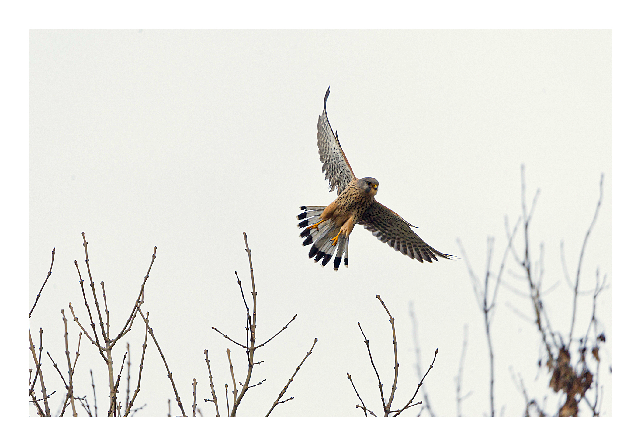 Kestrel